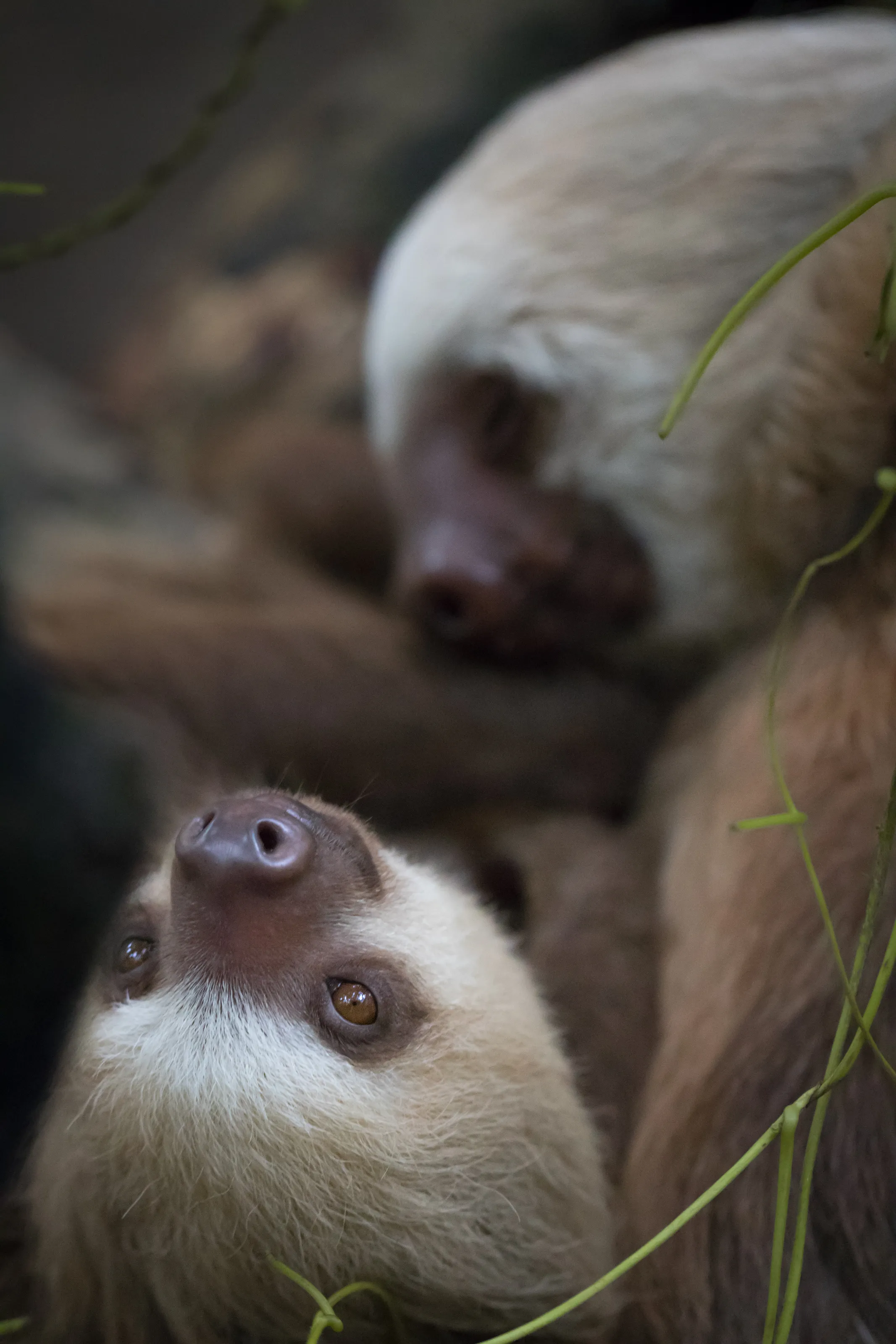 Baby sloths