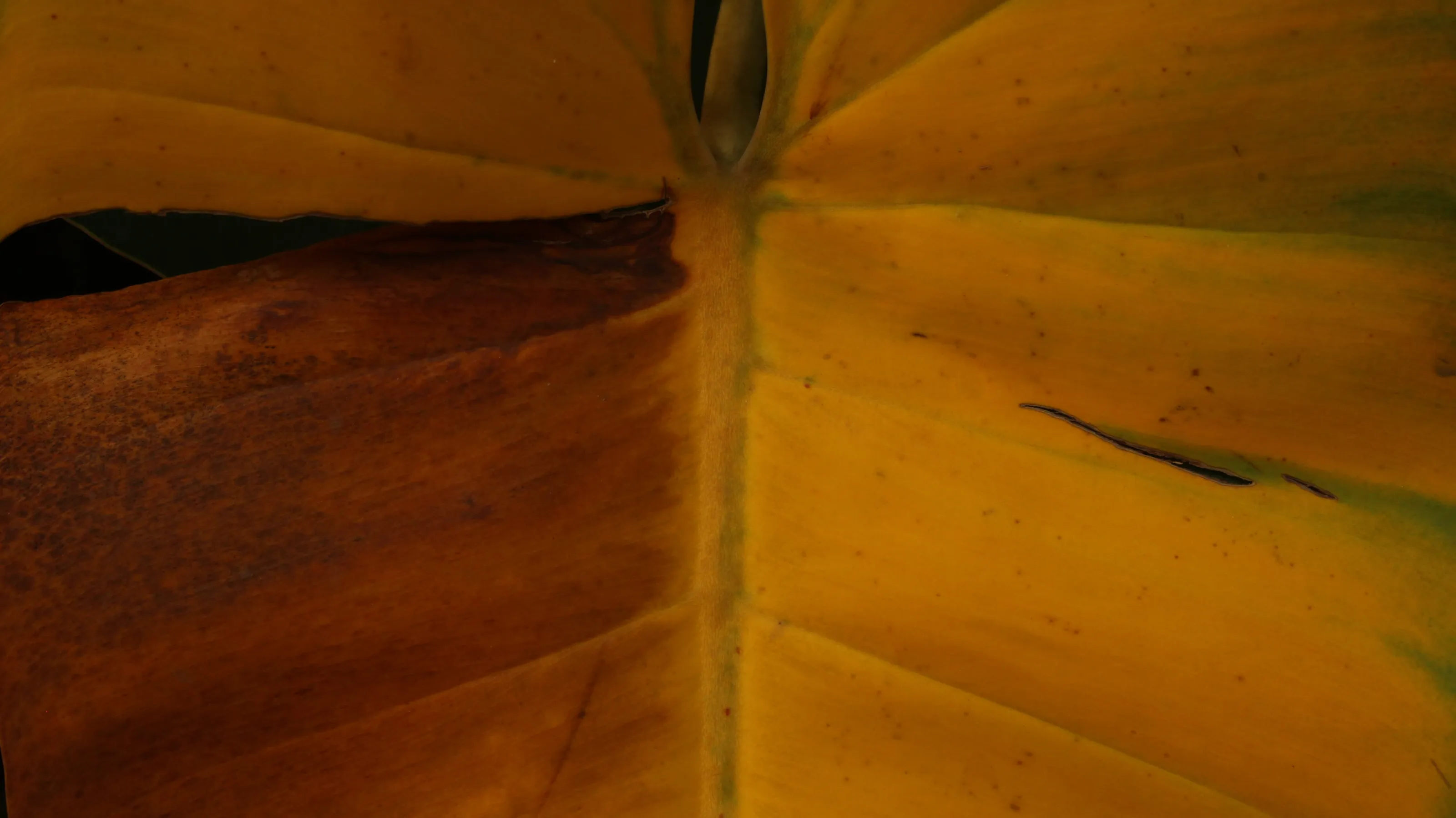 Total banana