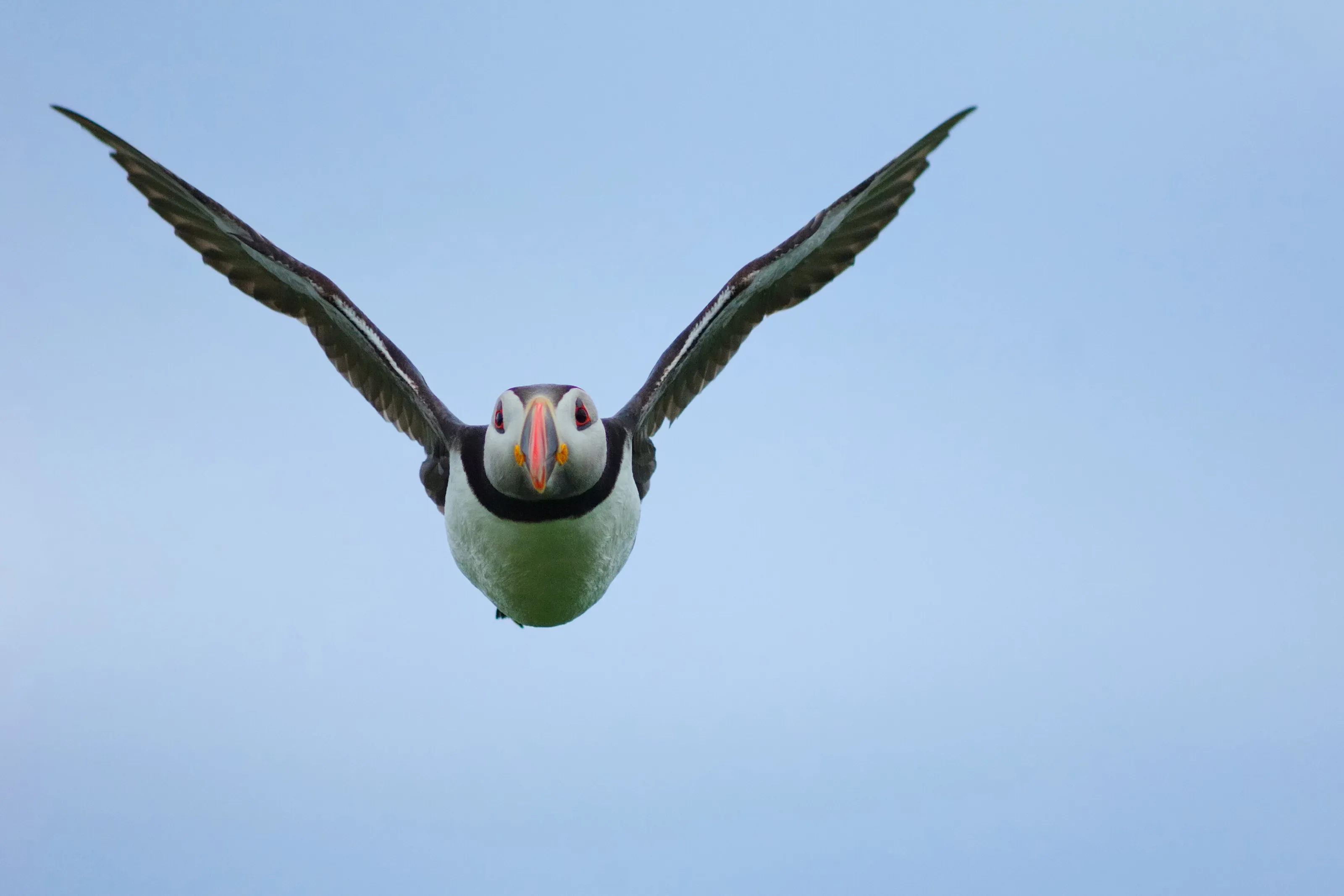 Puffin