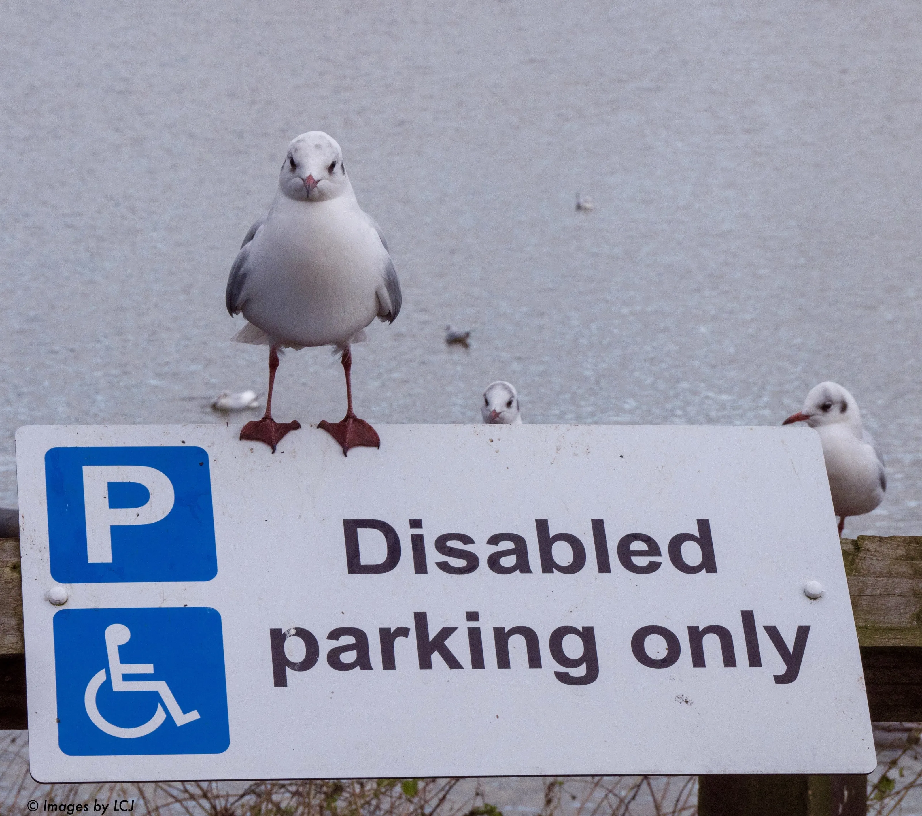 Illegally Parked.