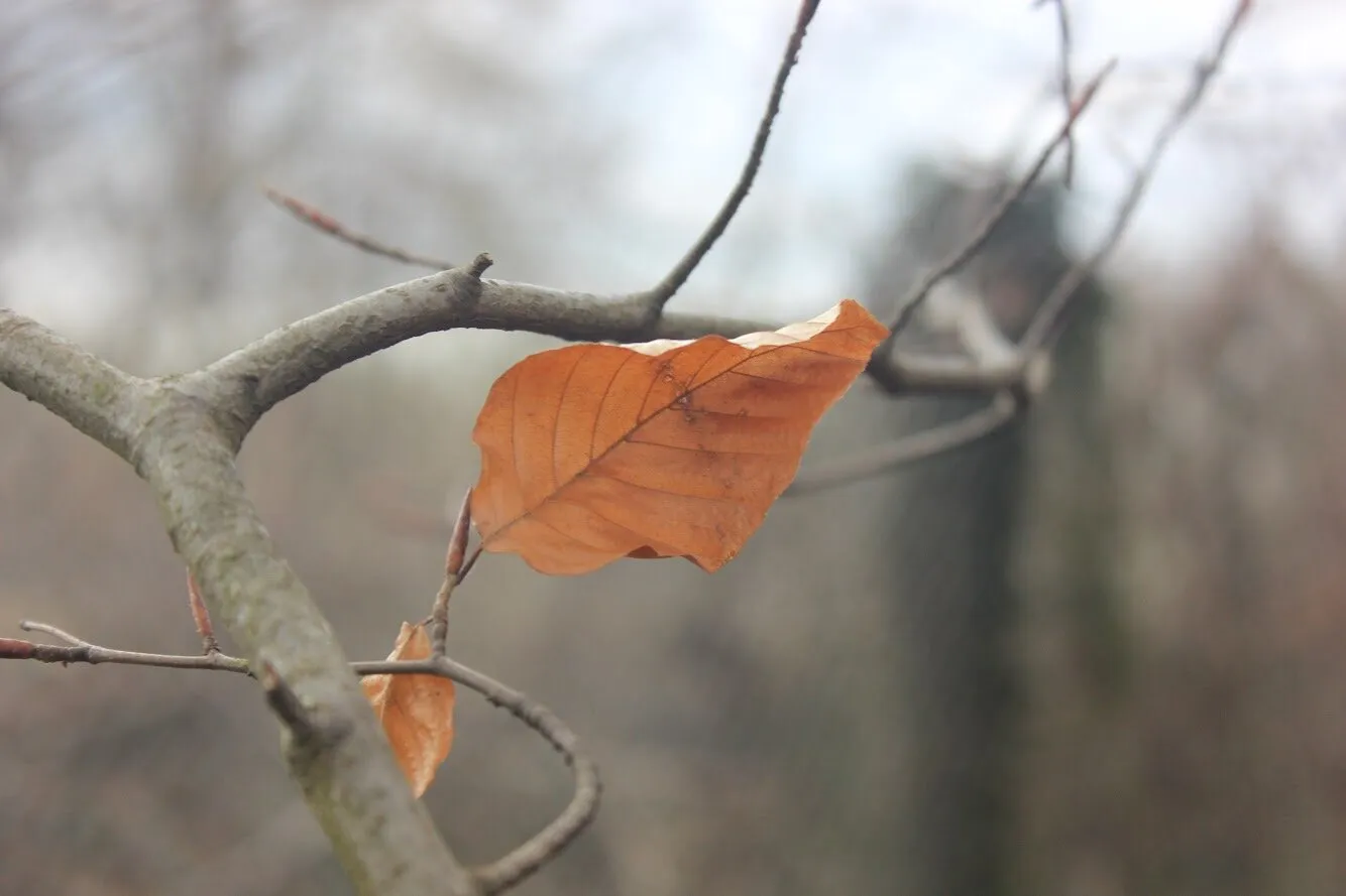 Lonely leaf
