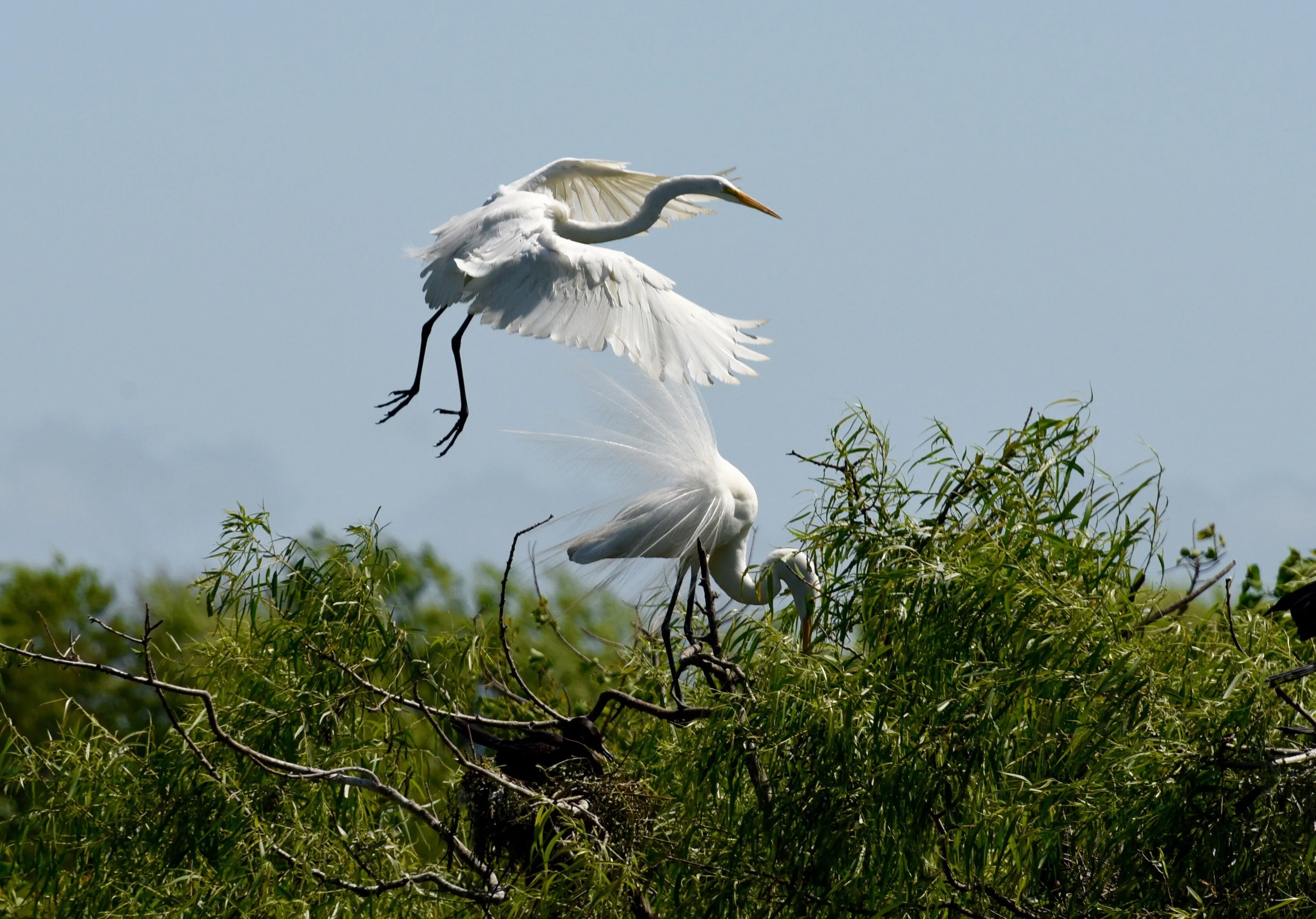 Egrets