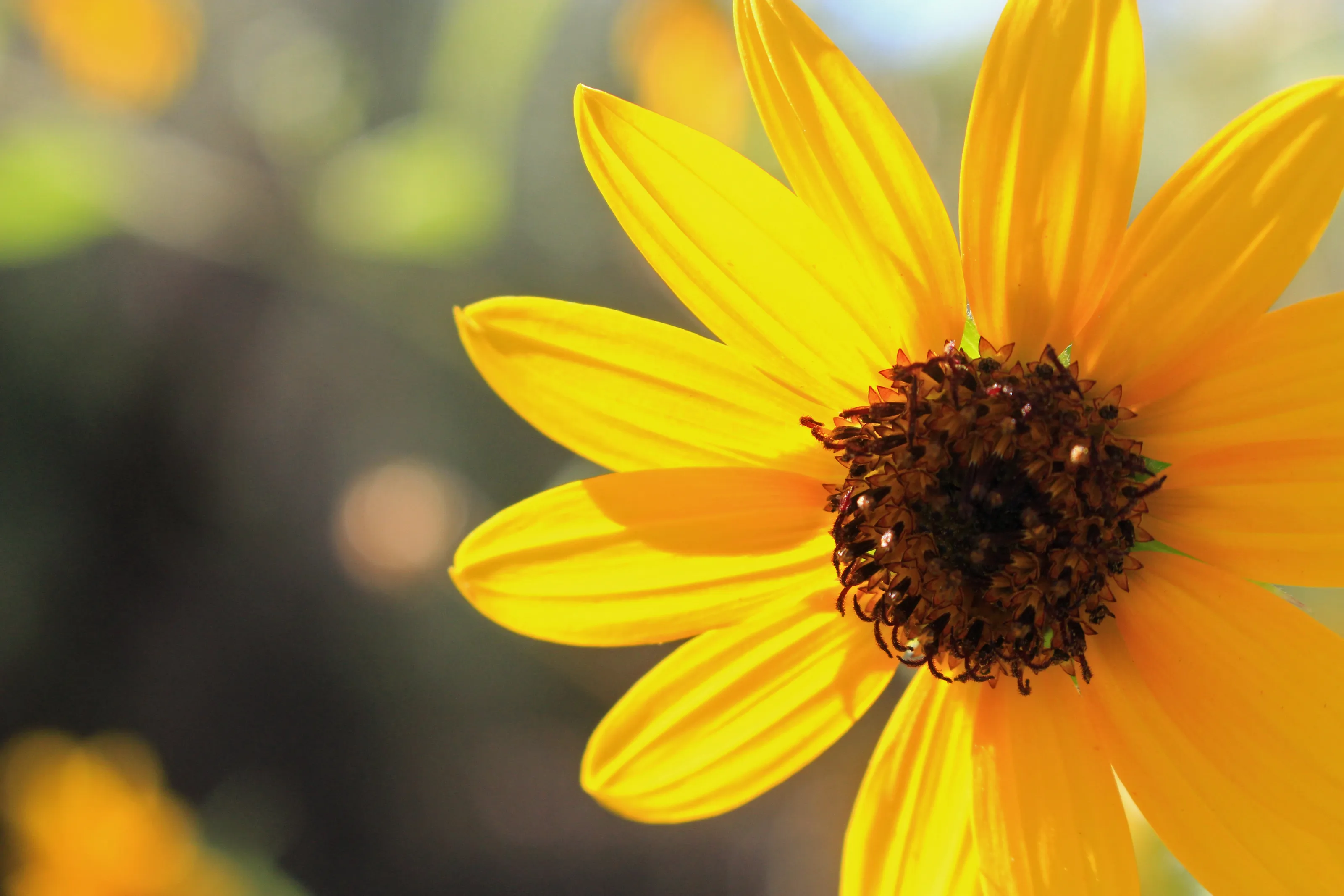 Yellow Desert Flower