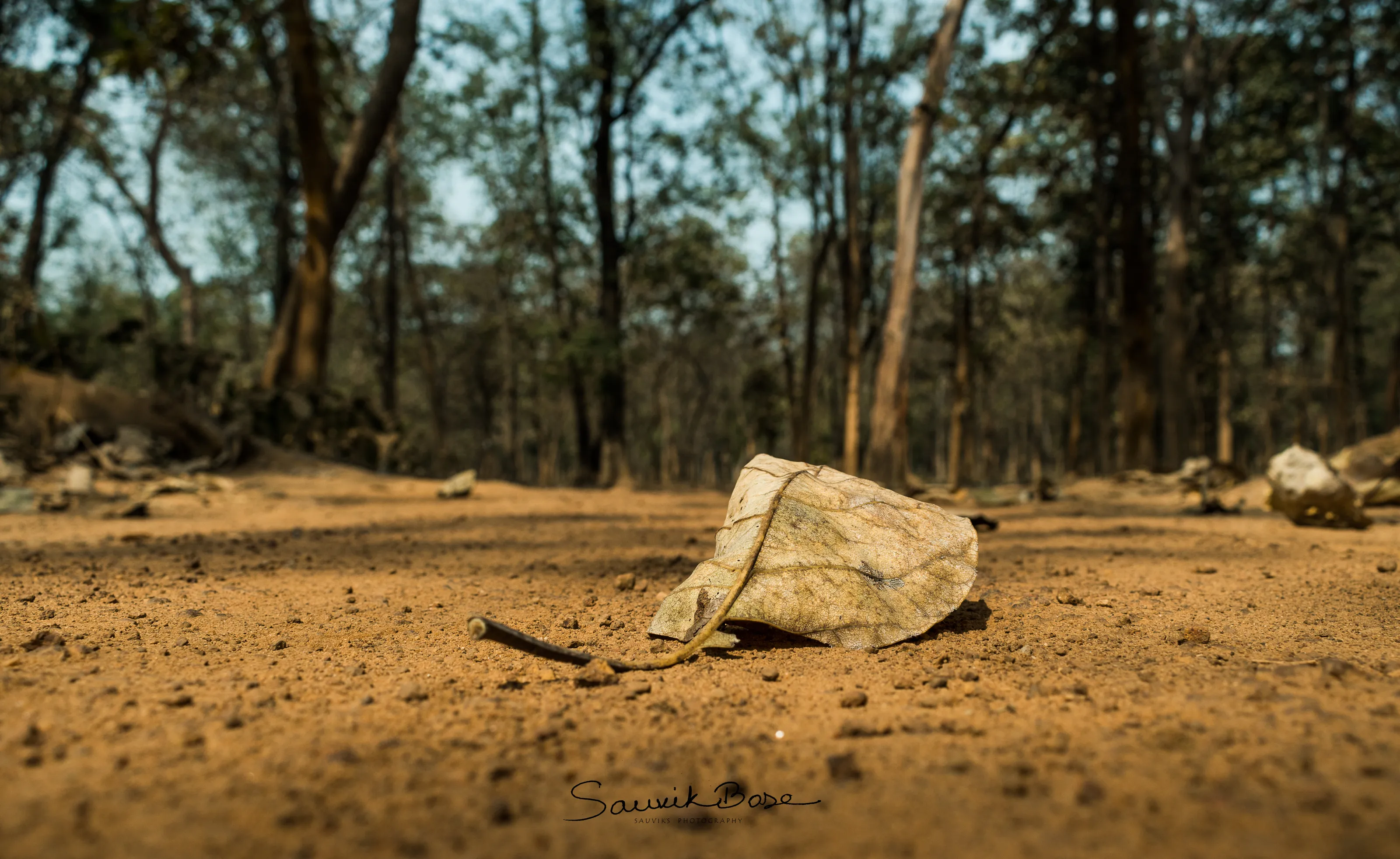 Dried Leaf