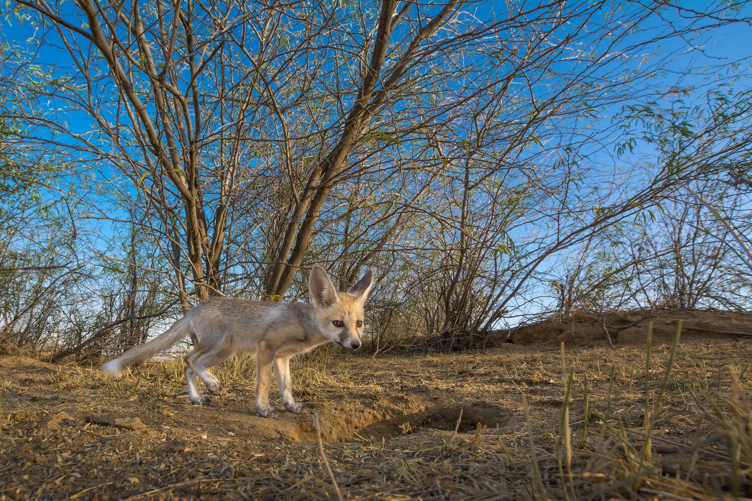 Indian desert fox pup at density.