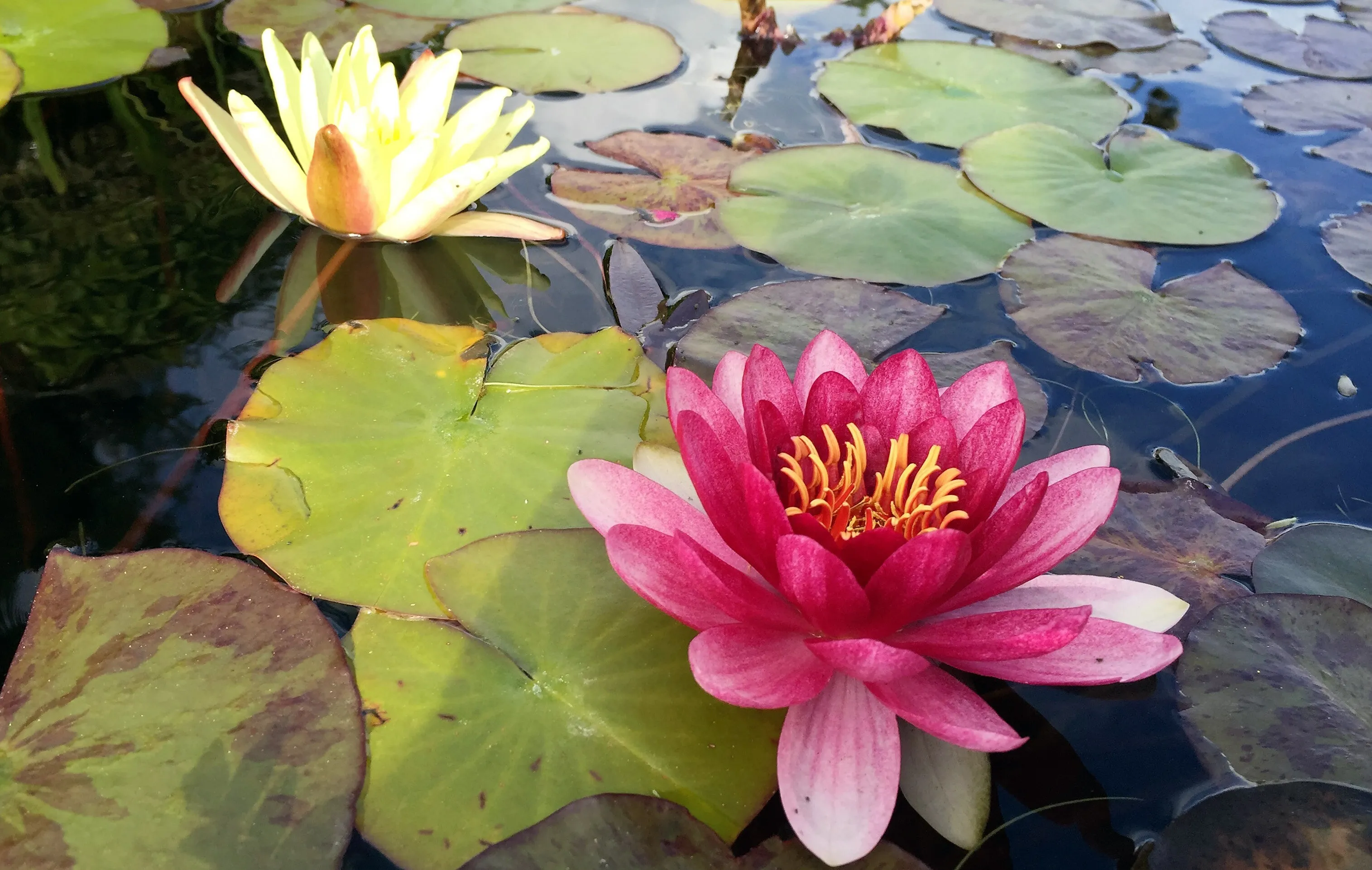 Water Lily