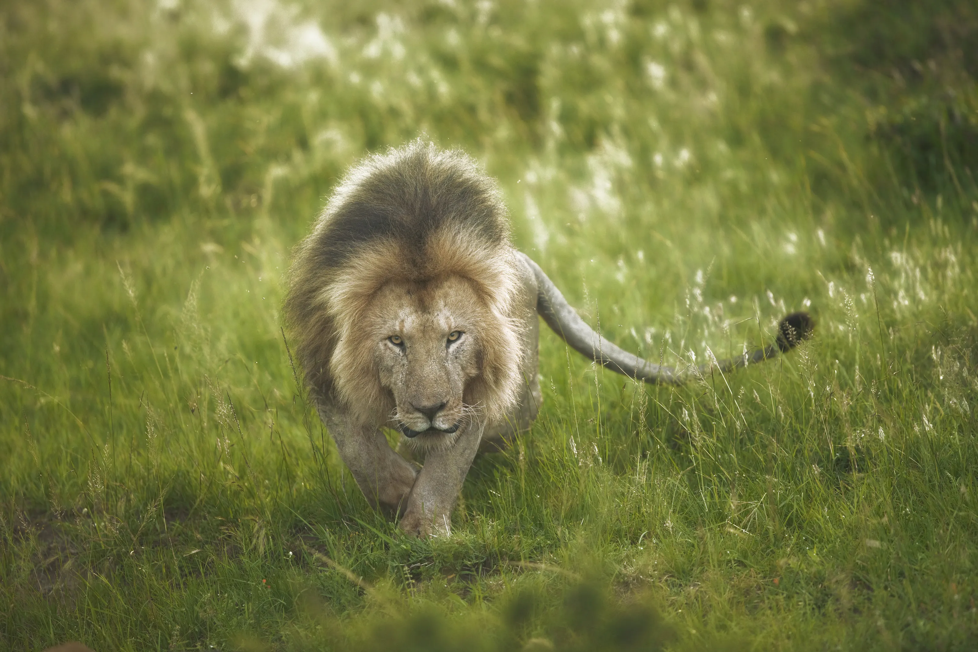 Lion ready to pounce