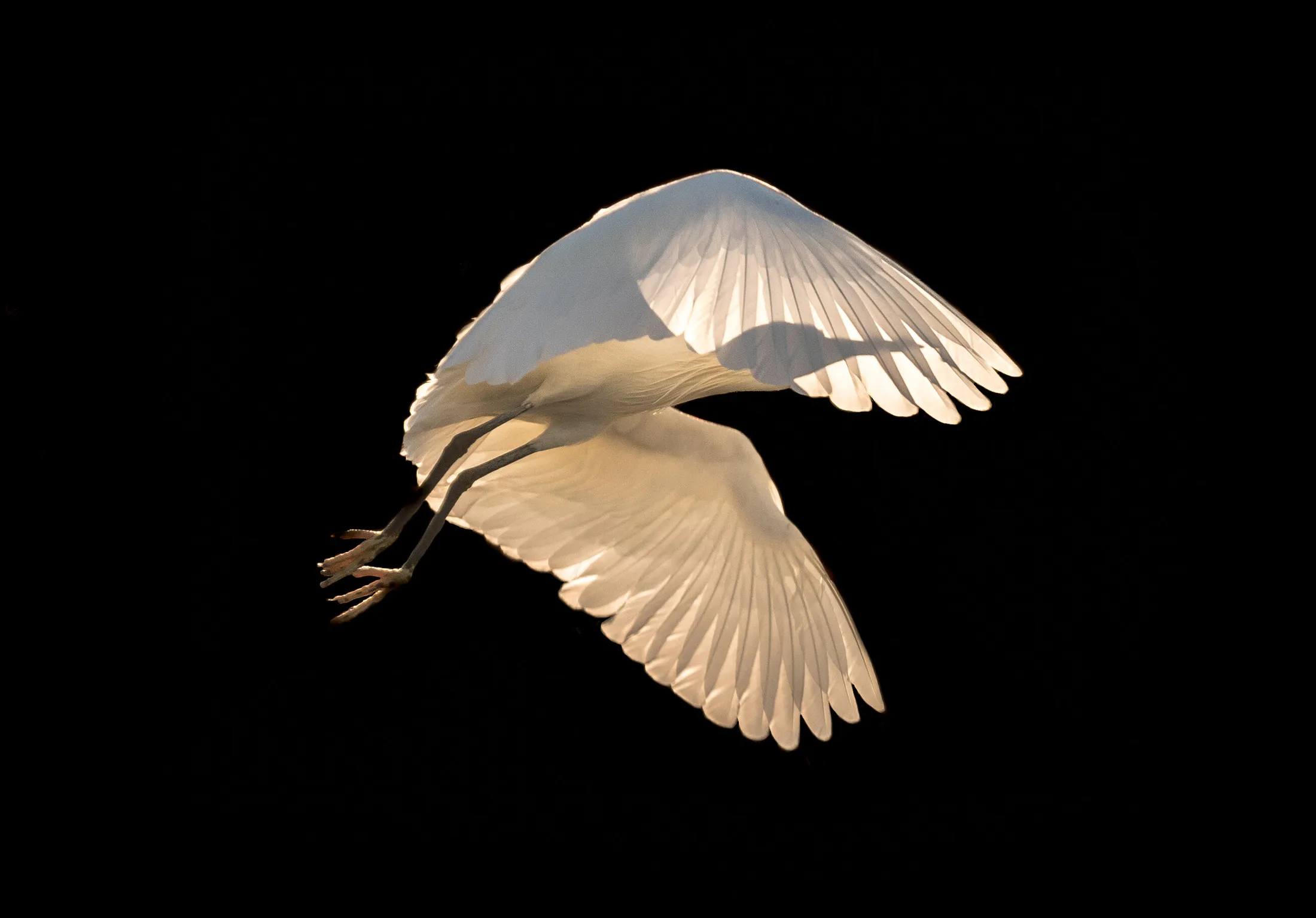 Freedom