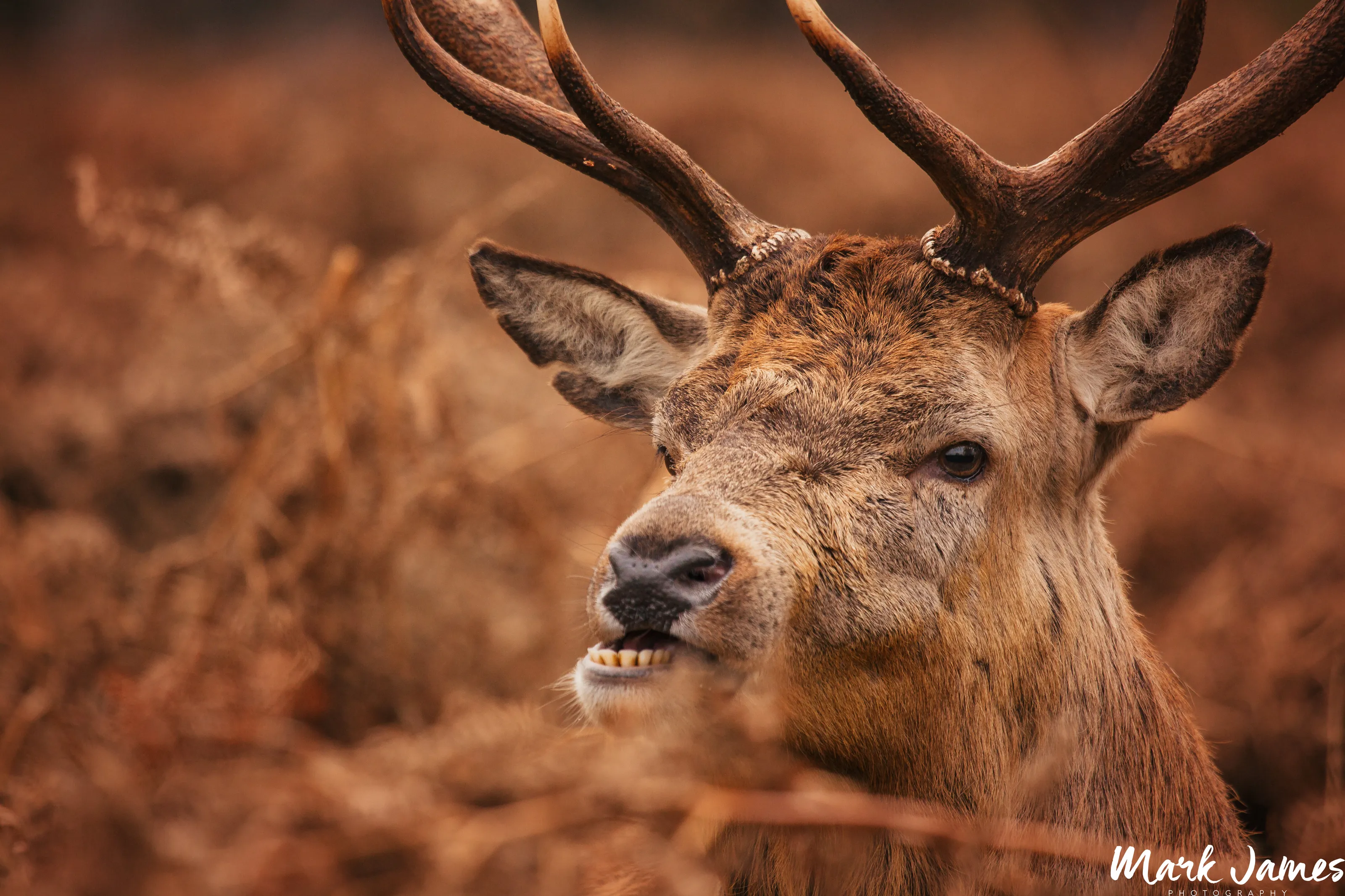Stags in Bushey Park