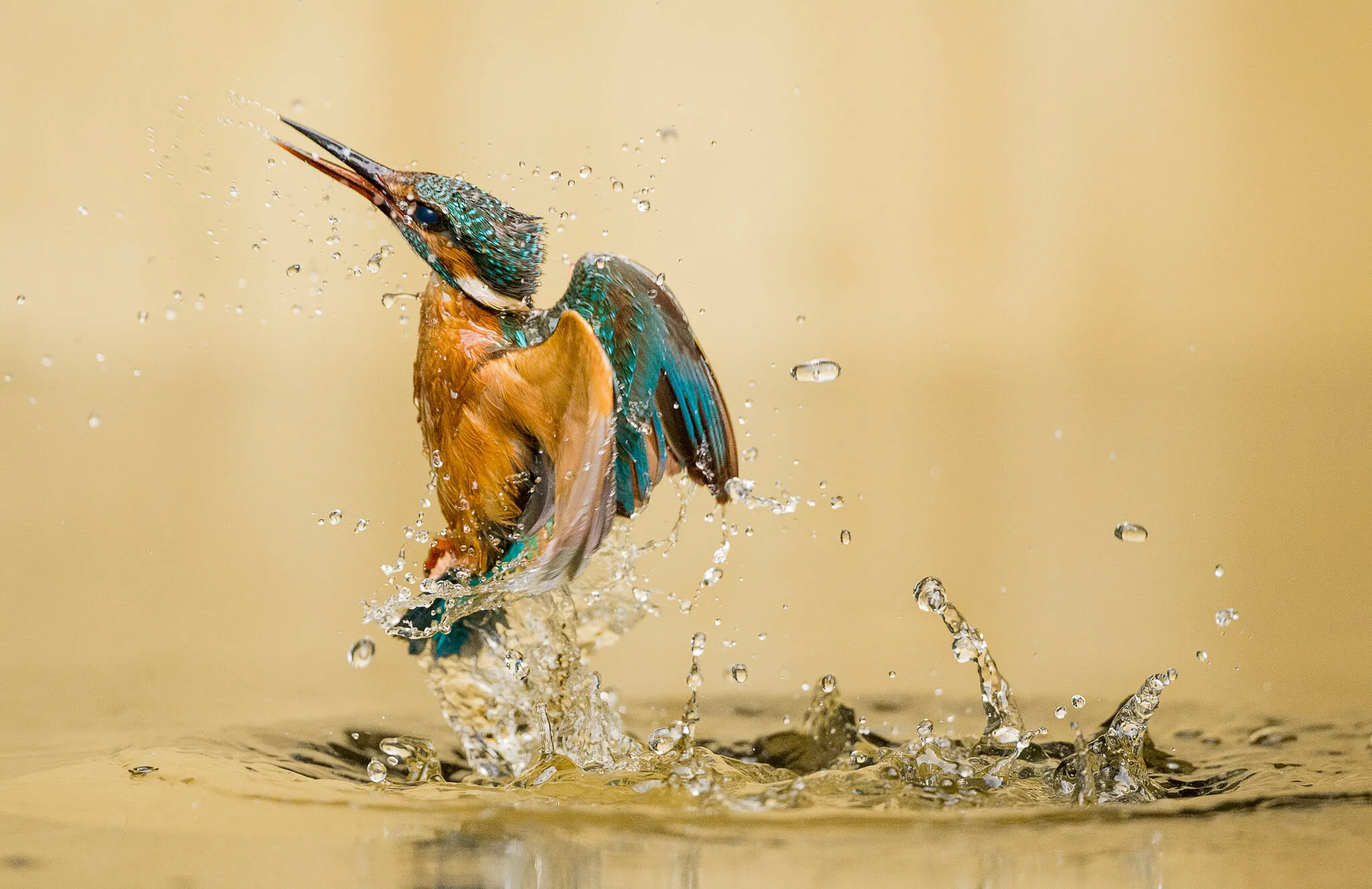 Splash
