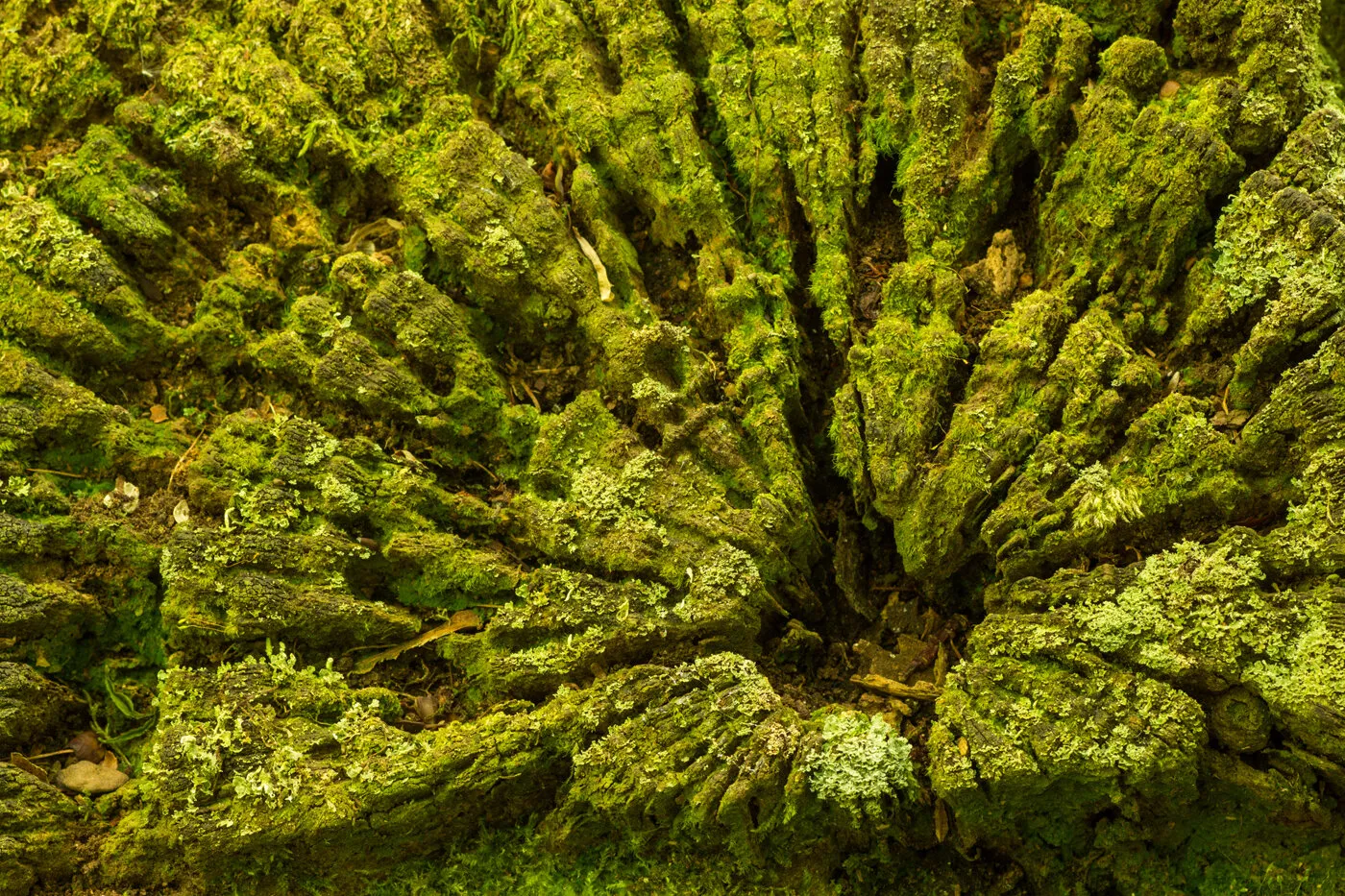 Nature's abstract