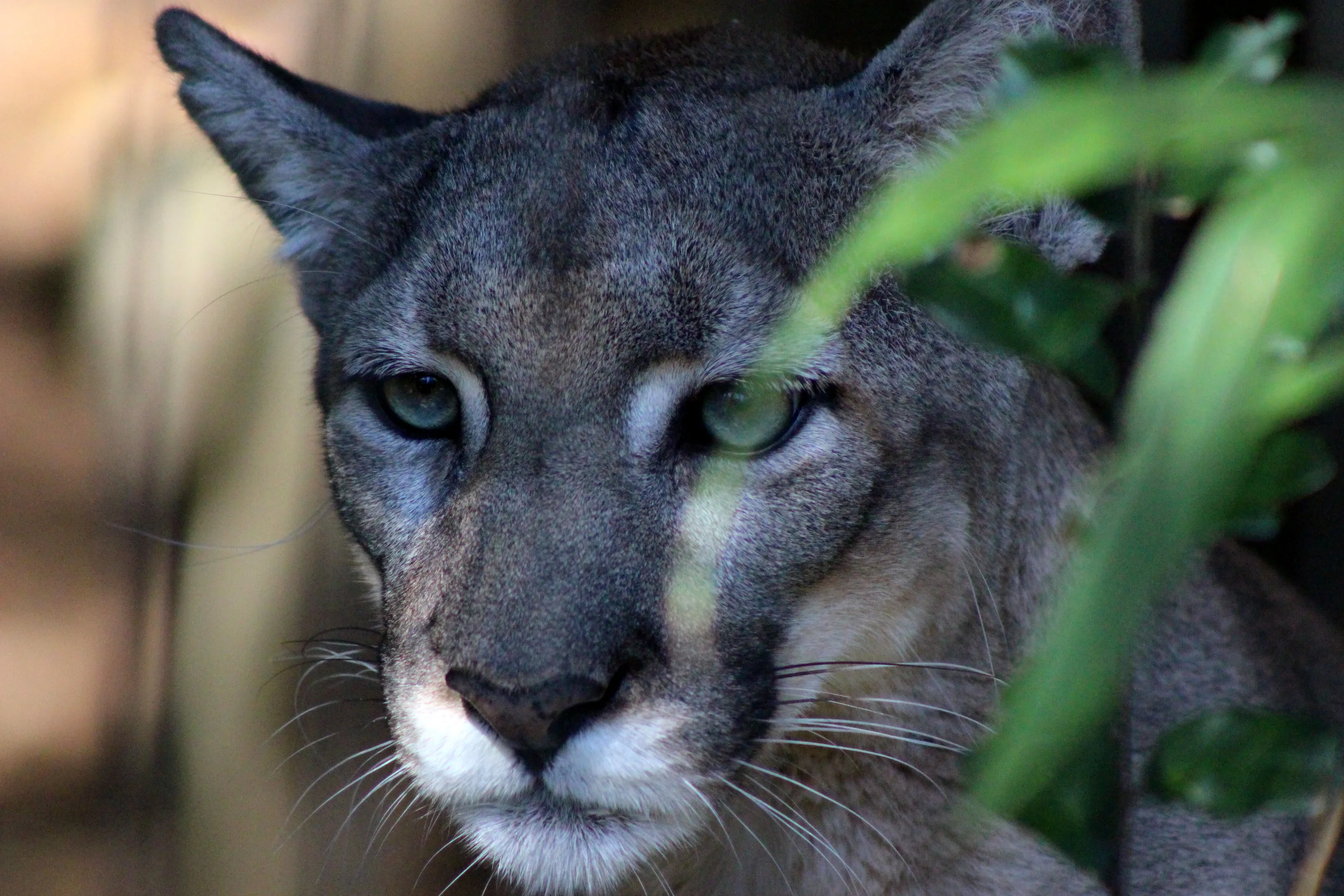 Panther on the Prowl