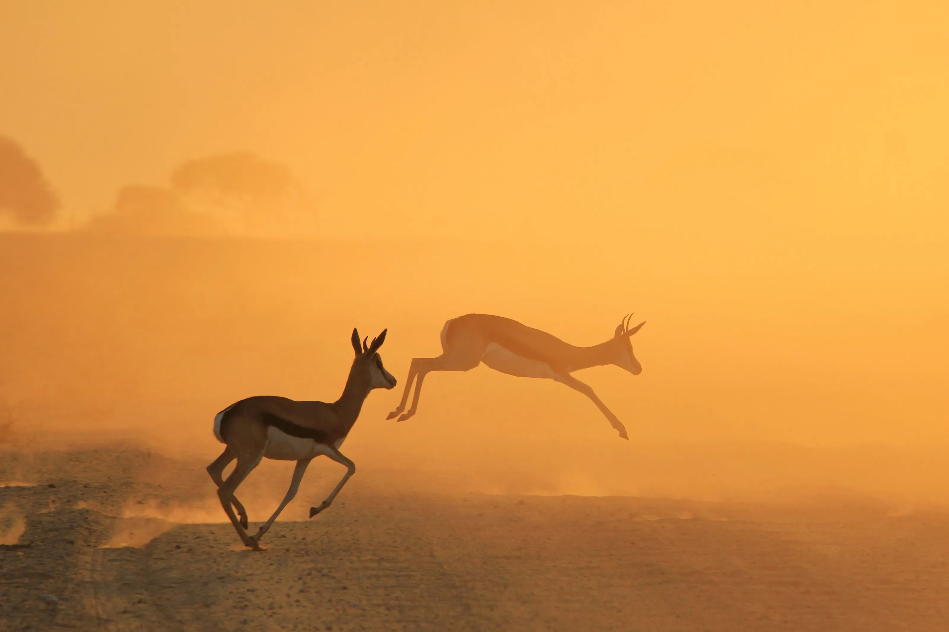 Springbok Silhouette - Wildlife Action in Golden Nature