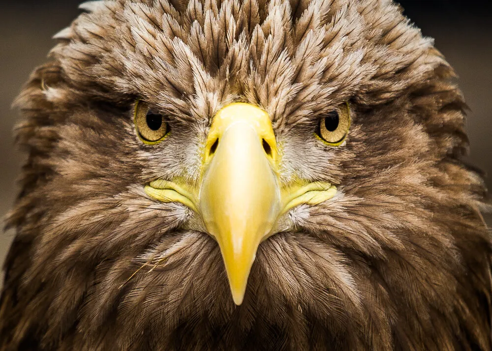 Eagle portrait