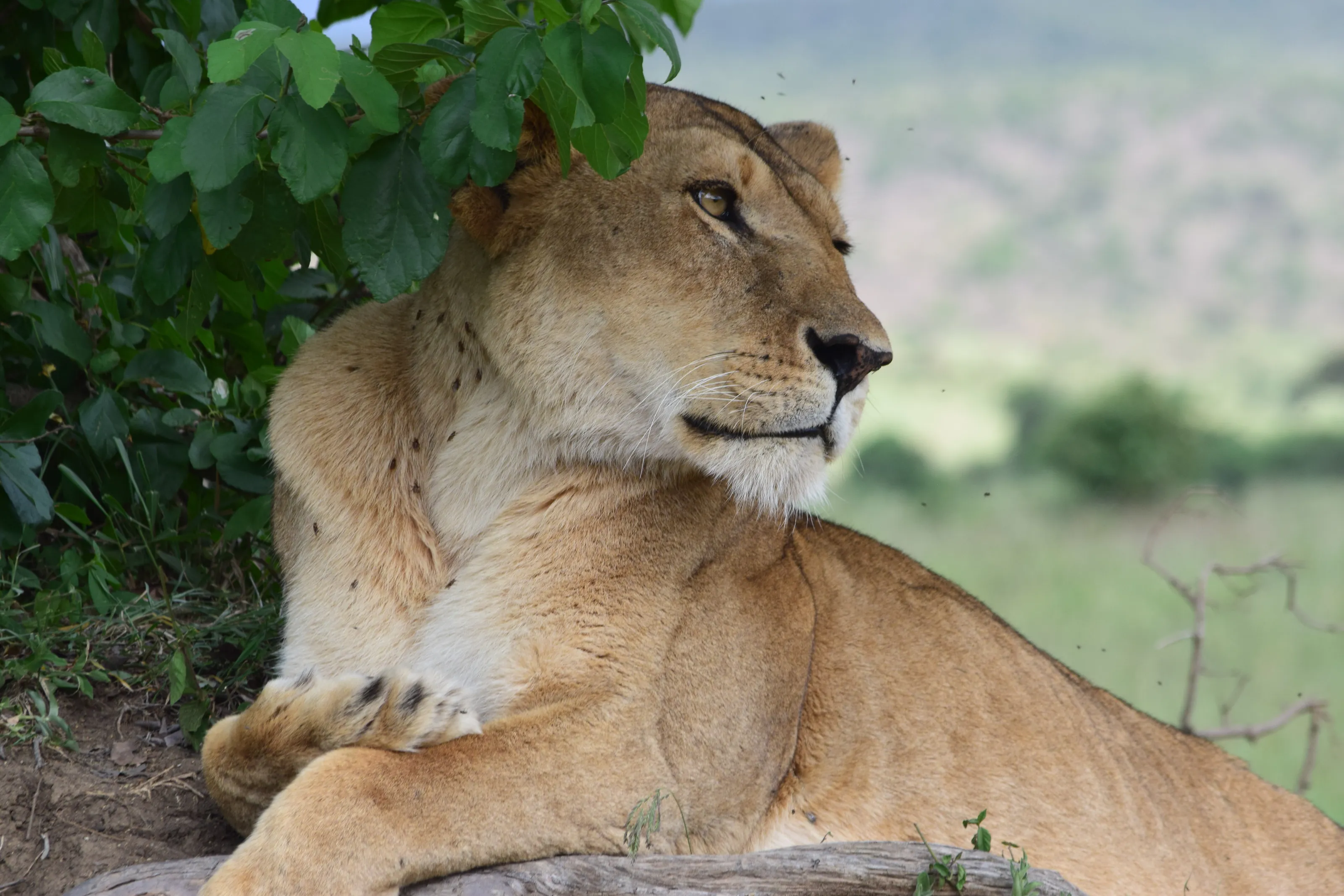 #MasaiMara