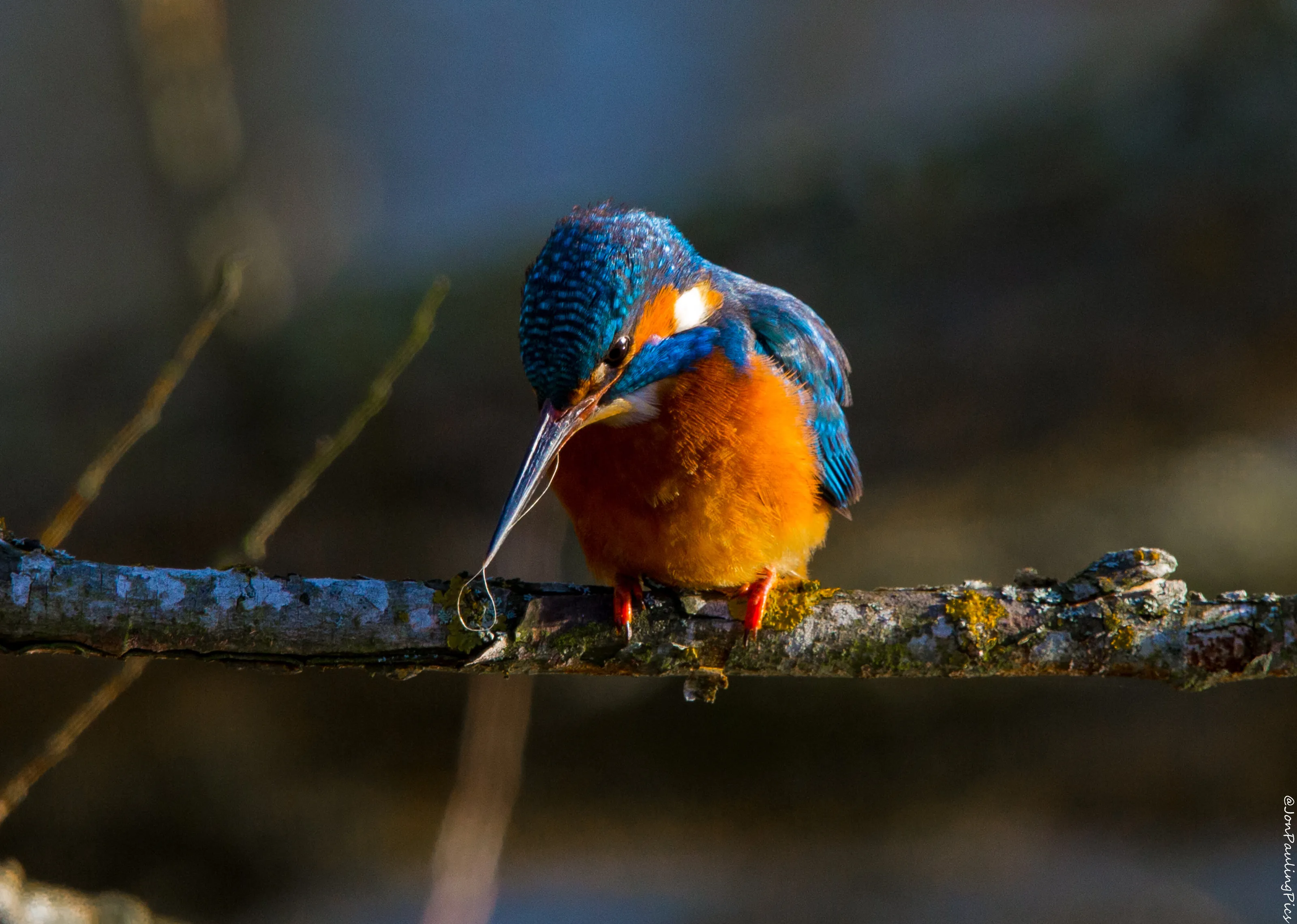 Kingfisher Diaries (1)