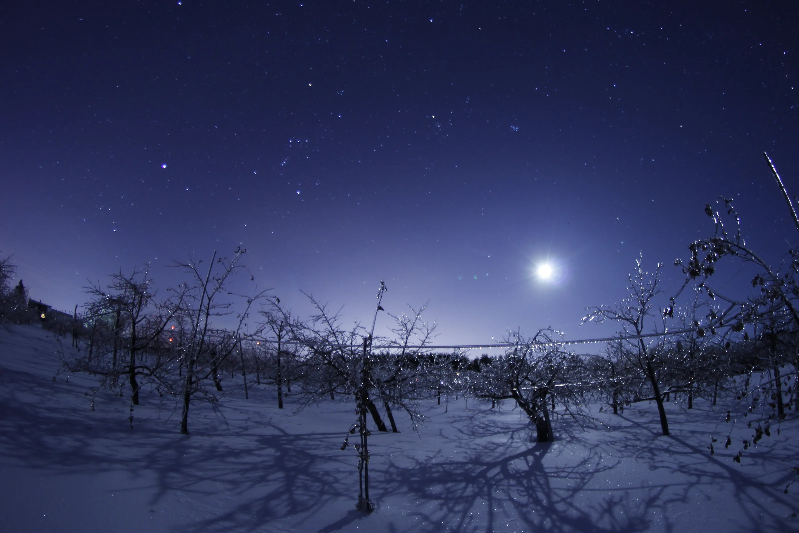 Frozen Orchard at midnight