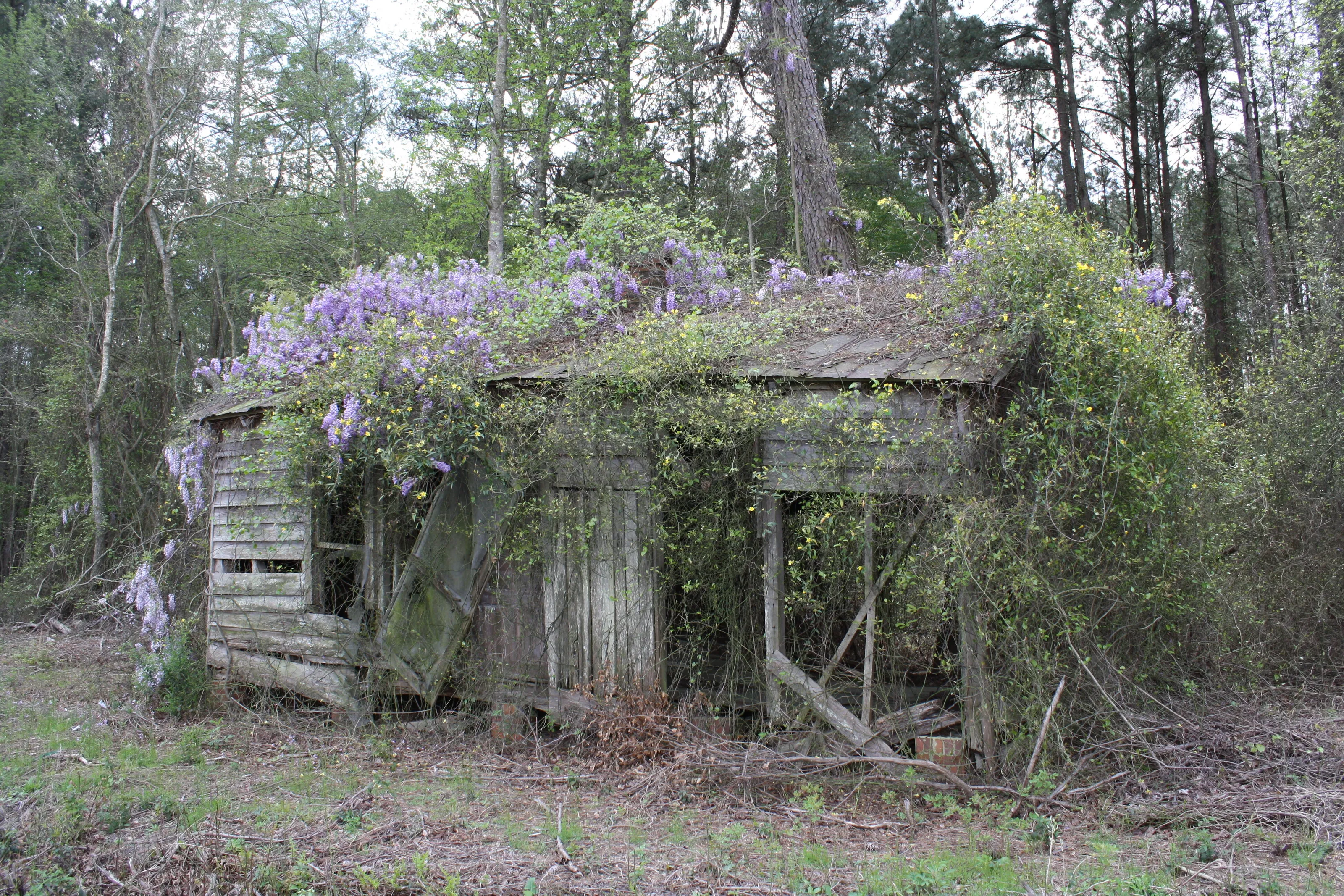 Wisteria Covered Shack