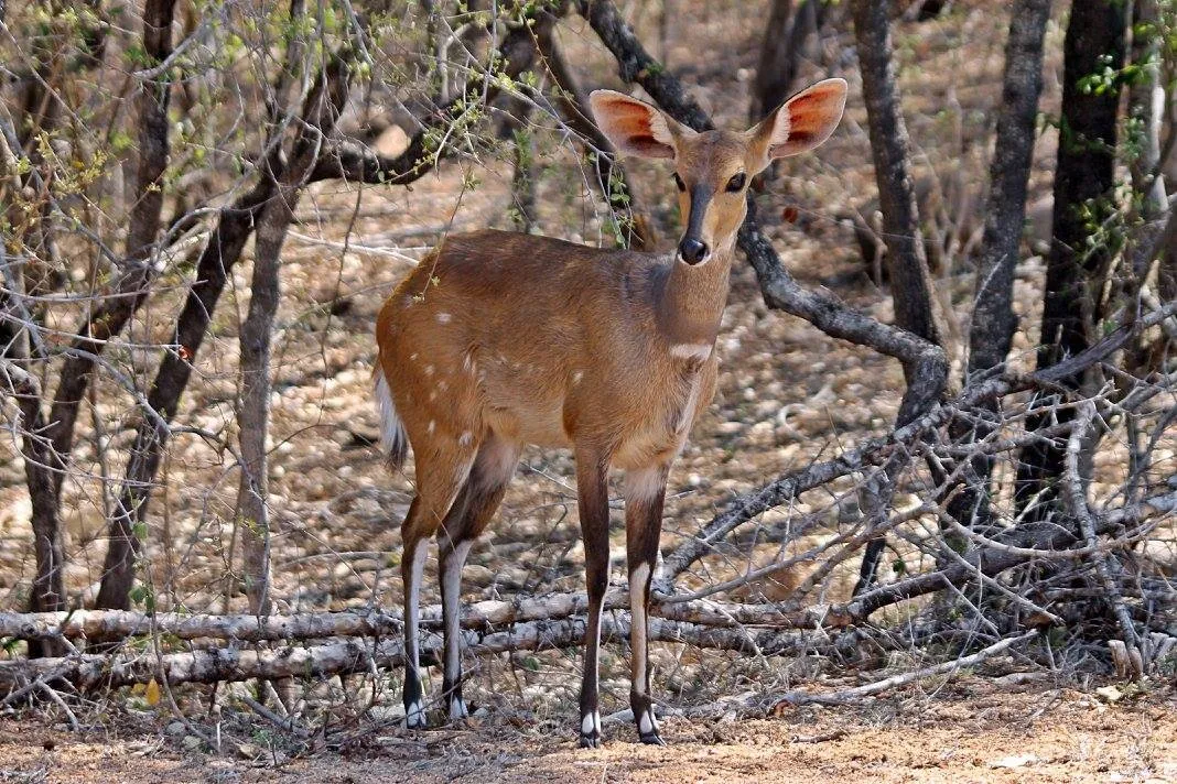 Lost bushbuck