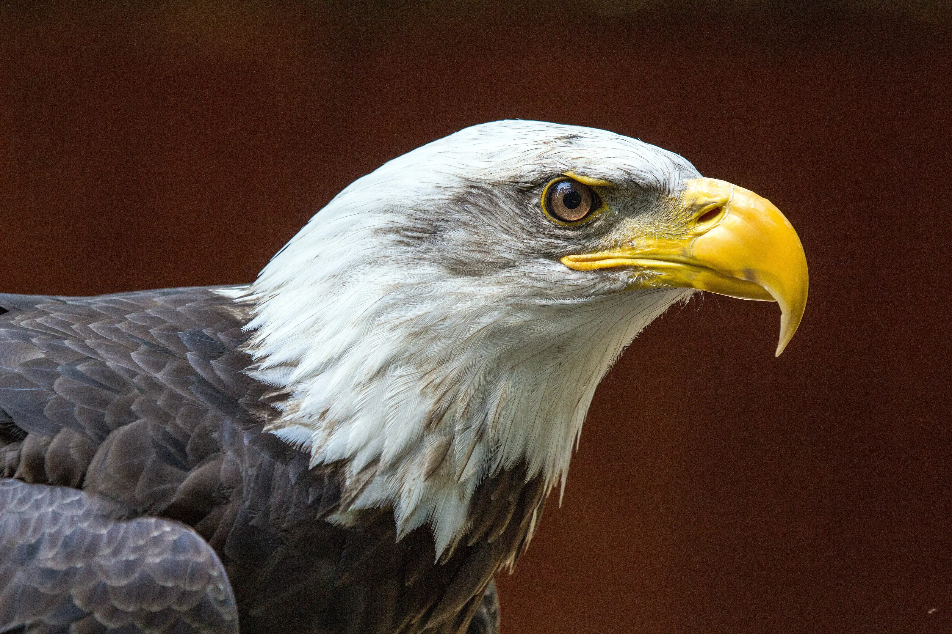 Vancouver Island Bald Eagle