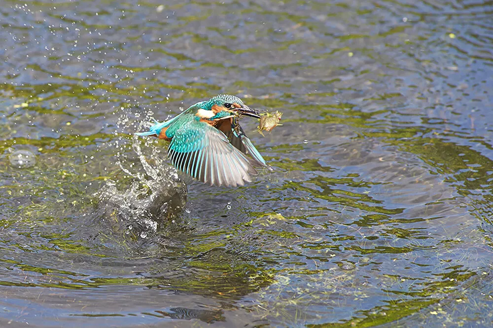 catch of the day