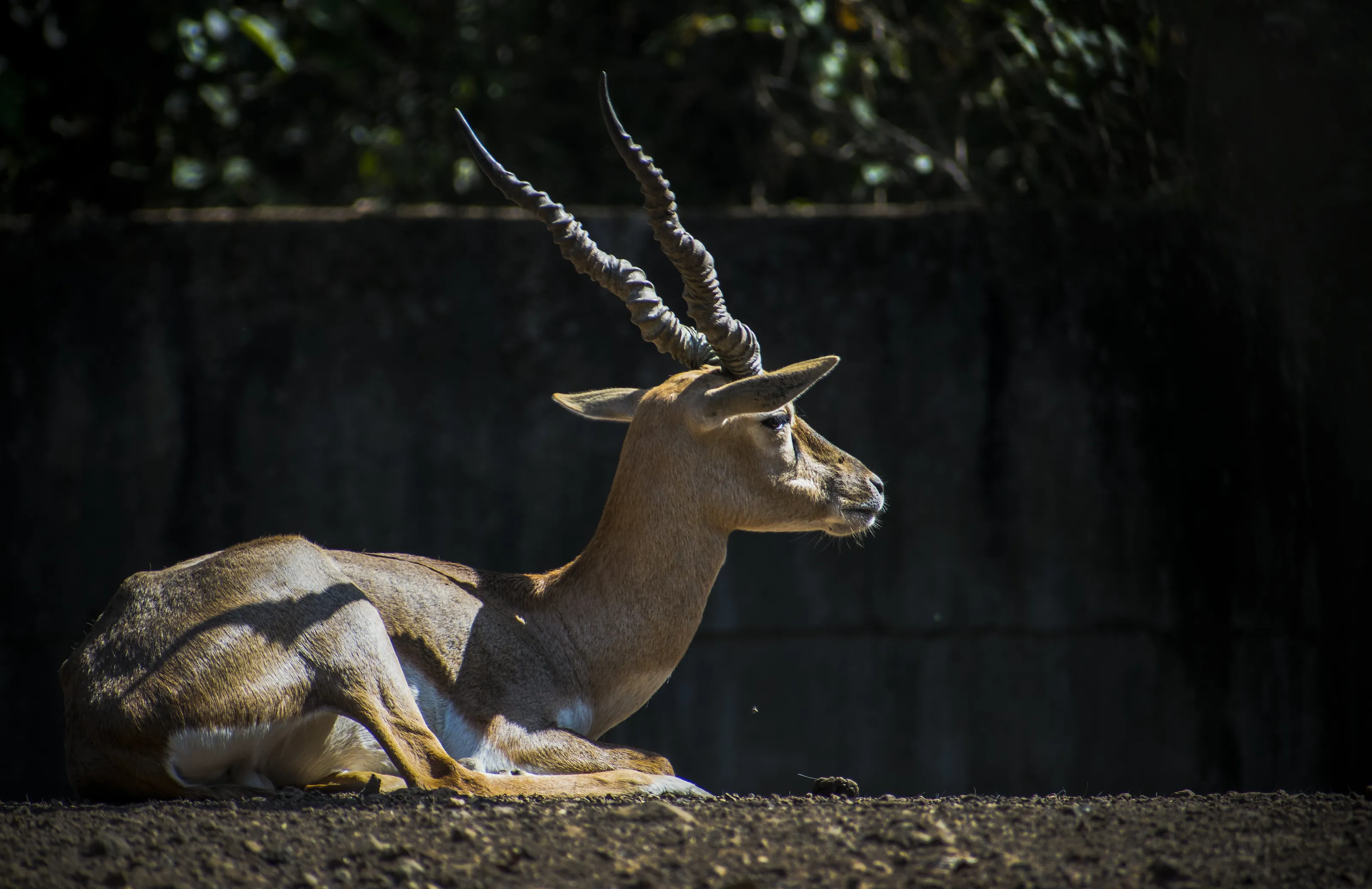 Natural beauty of the Inocent Deer .