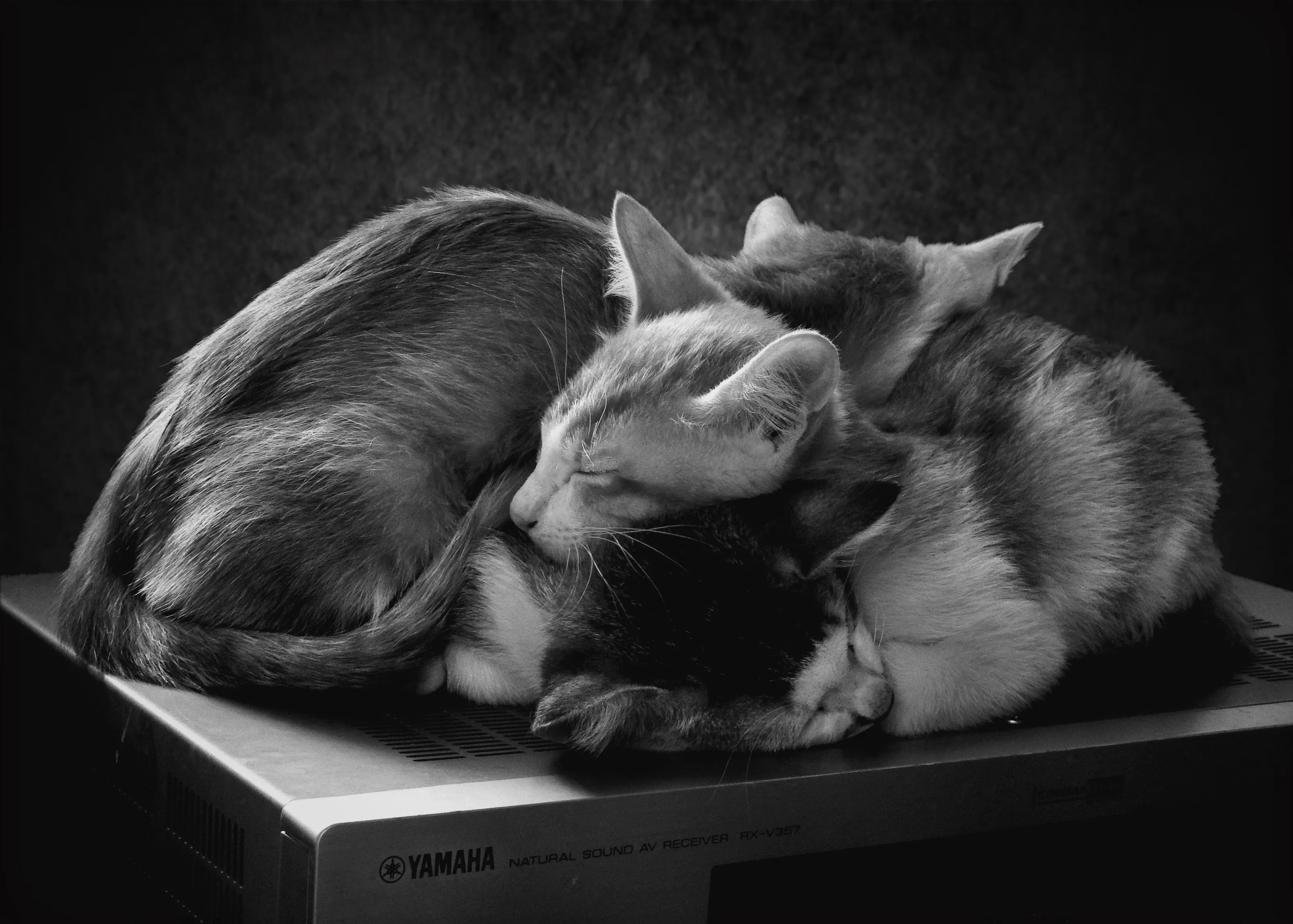 Cats in the Cuddle