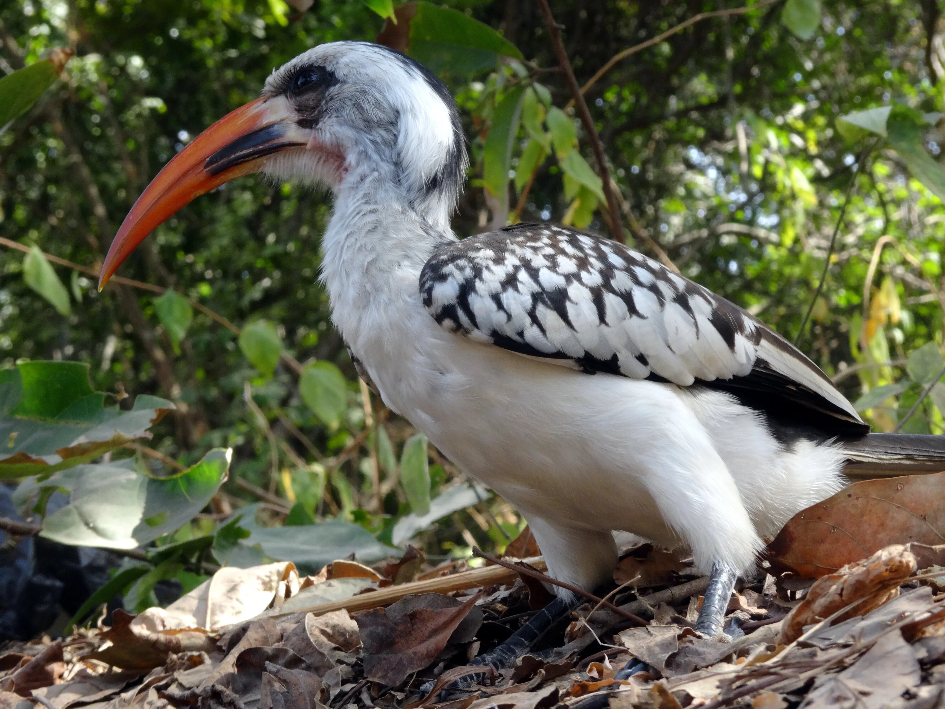 RED-BILLED HORNBILL