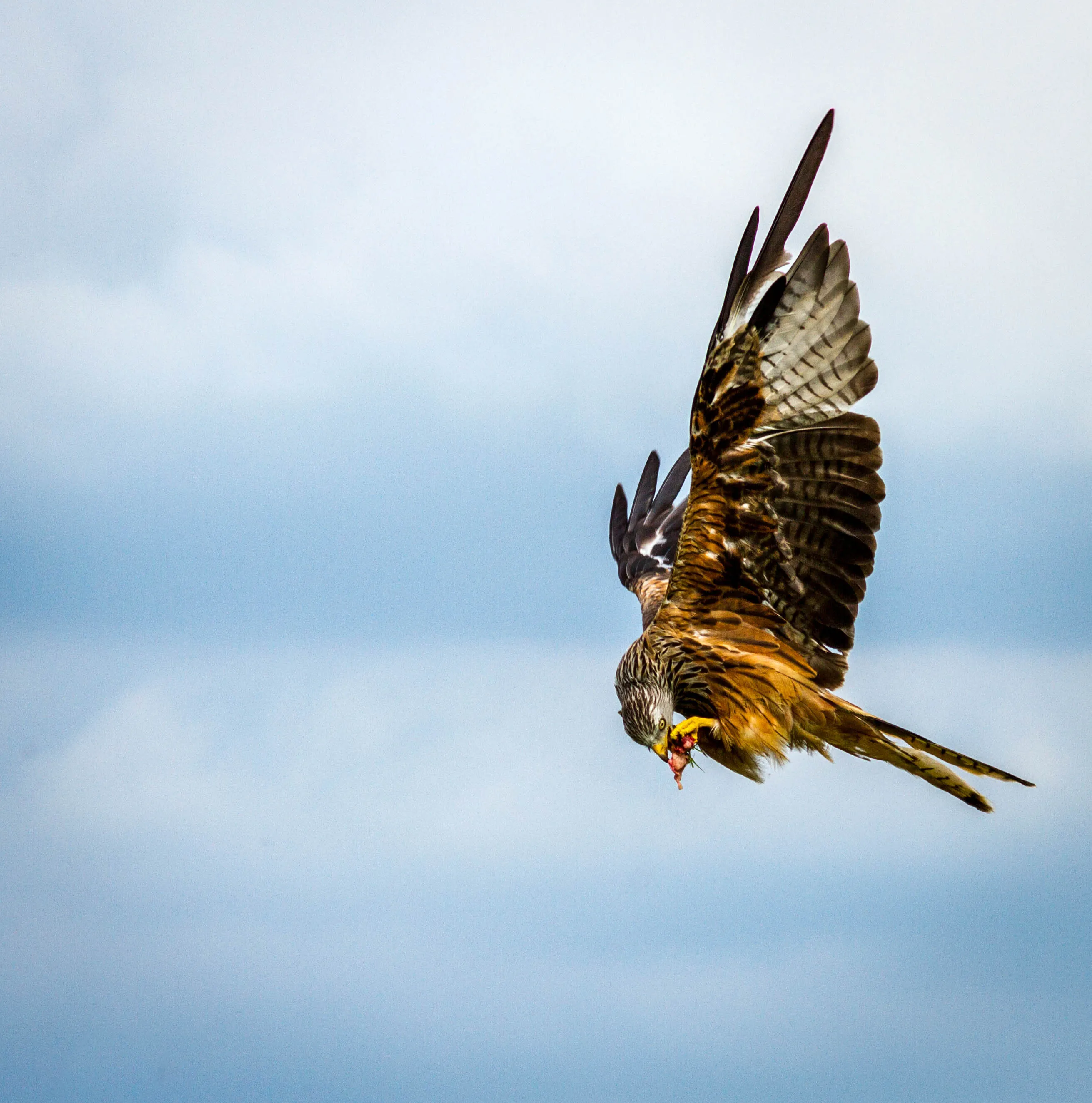 Red Kite Feeding