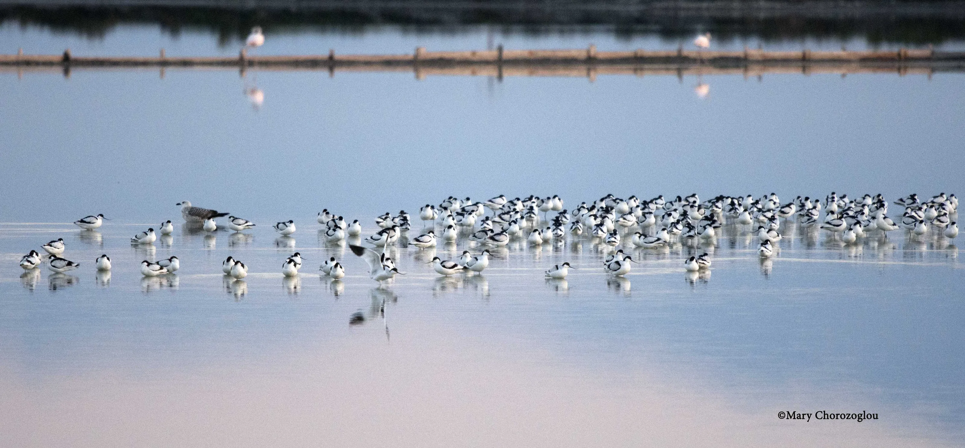 Flock of Avocets in wetlands