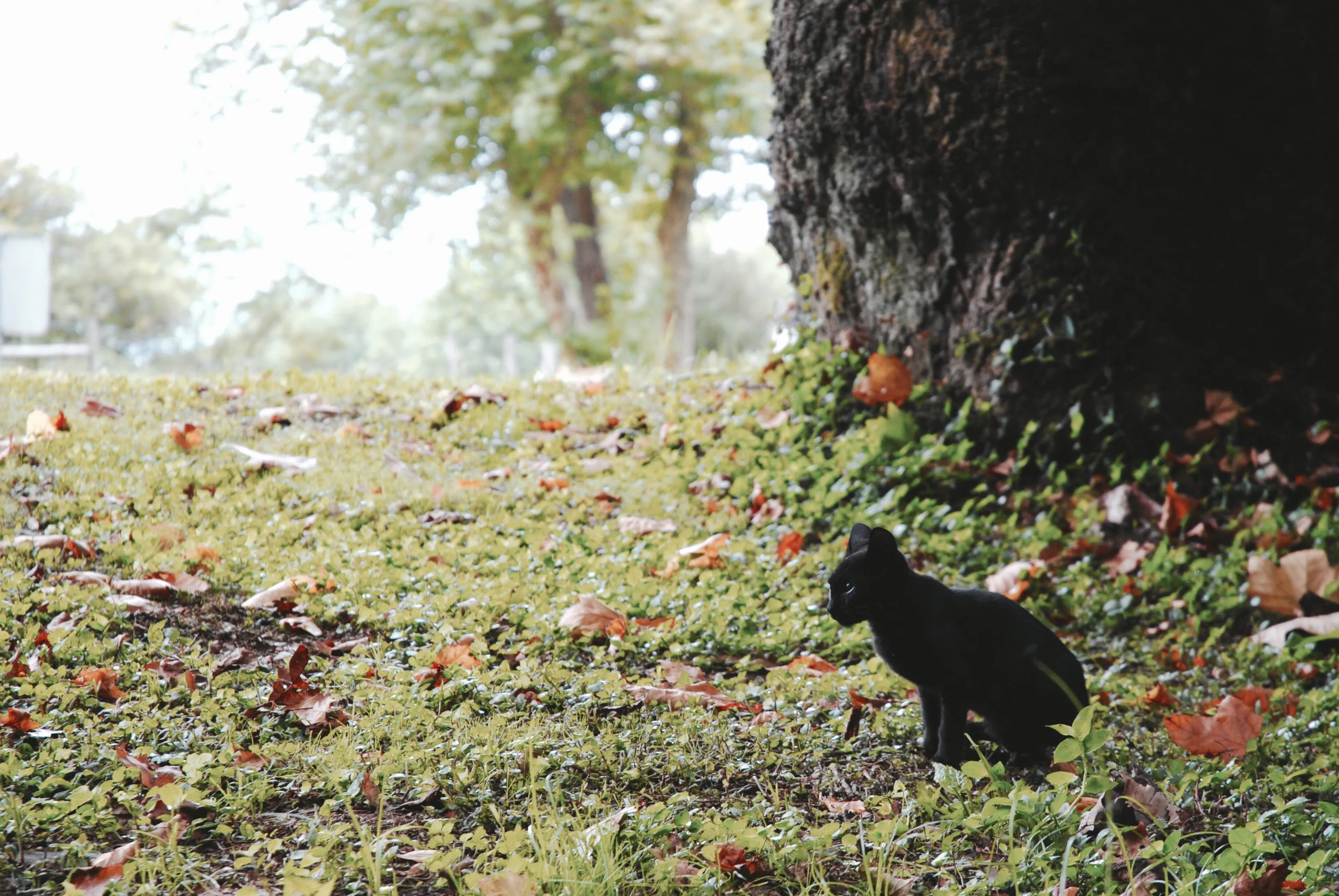 A curious little thing