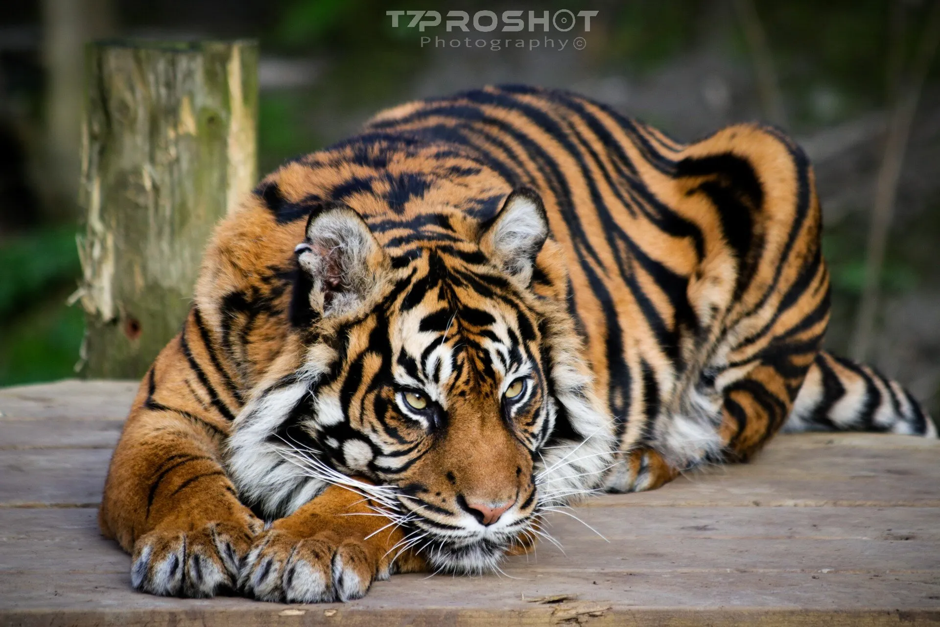 Relax My Tiger