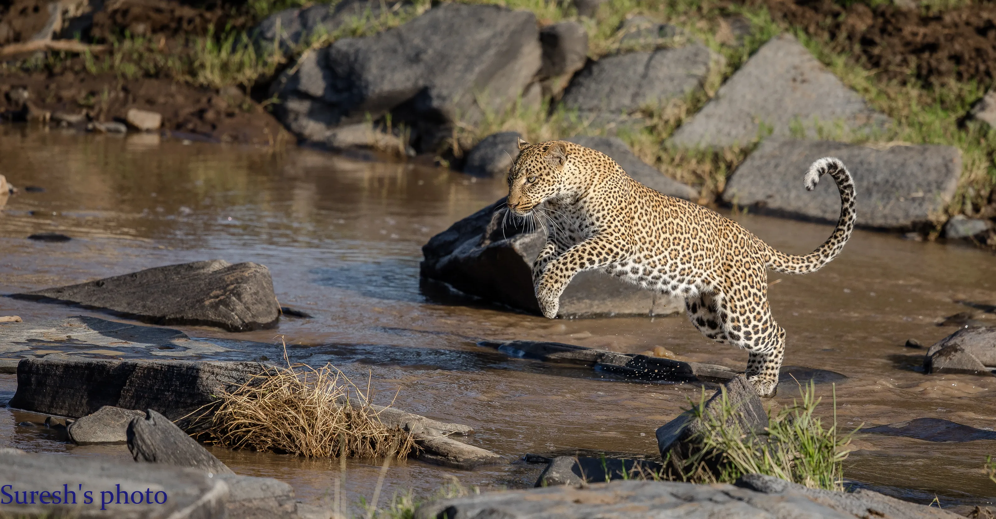 Female leopard