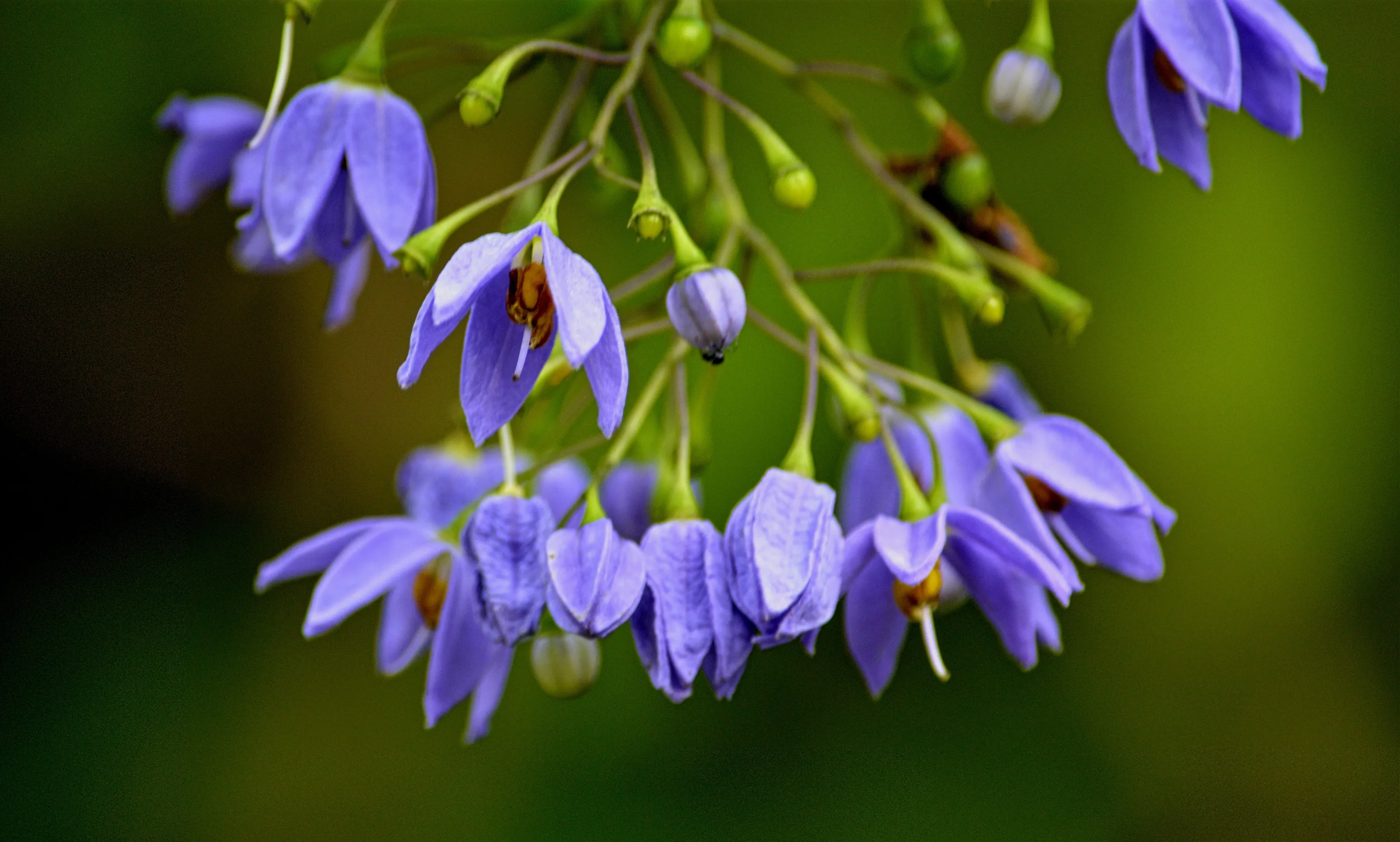 nature beauty