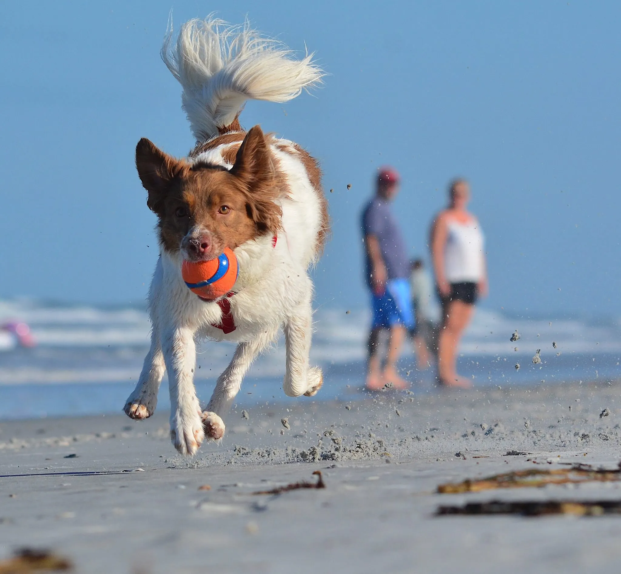 That's my ball!