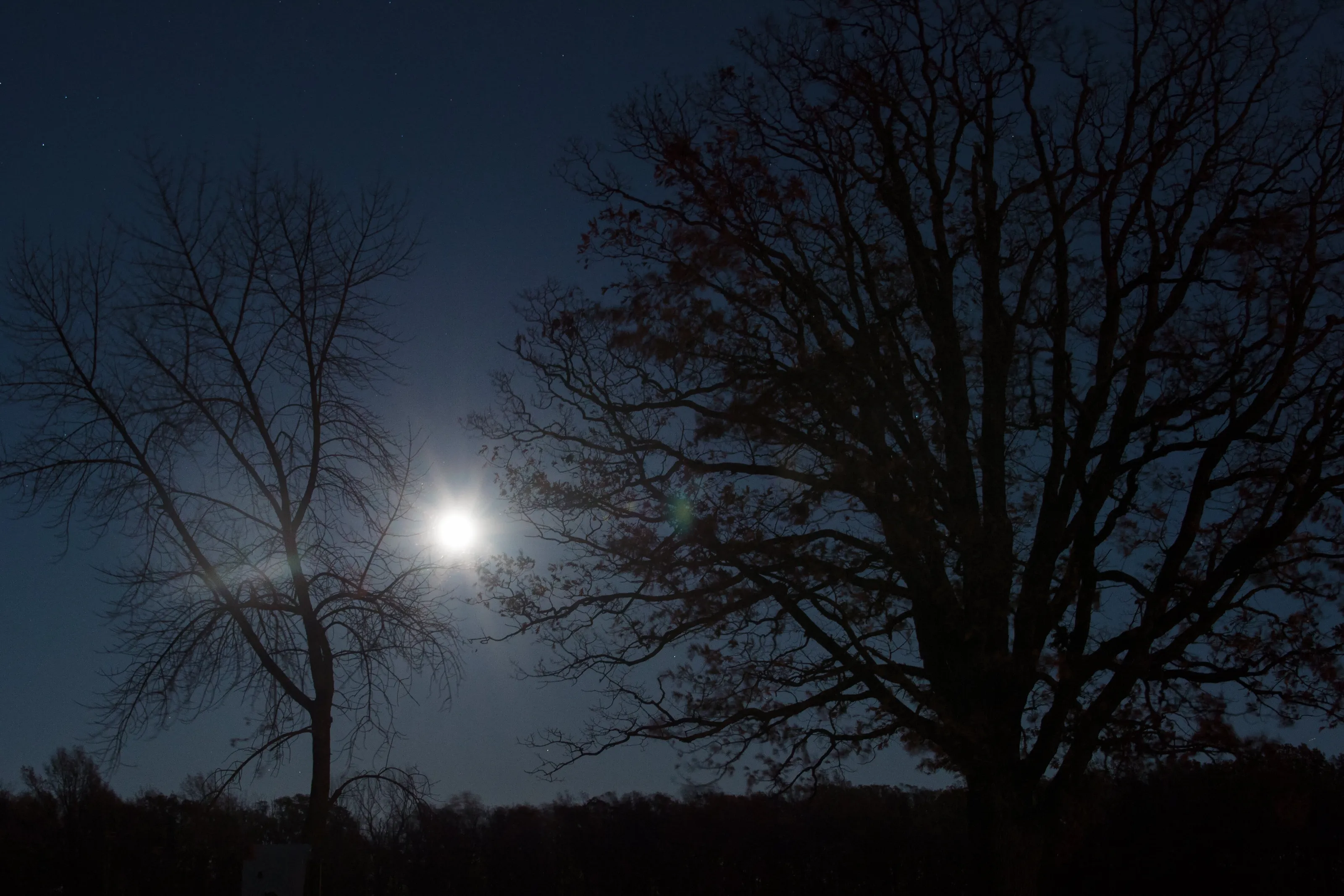 Moon Behind Trees