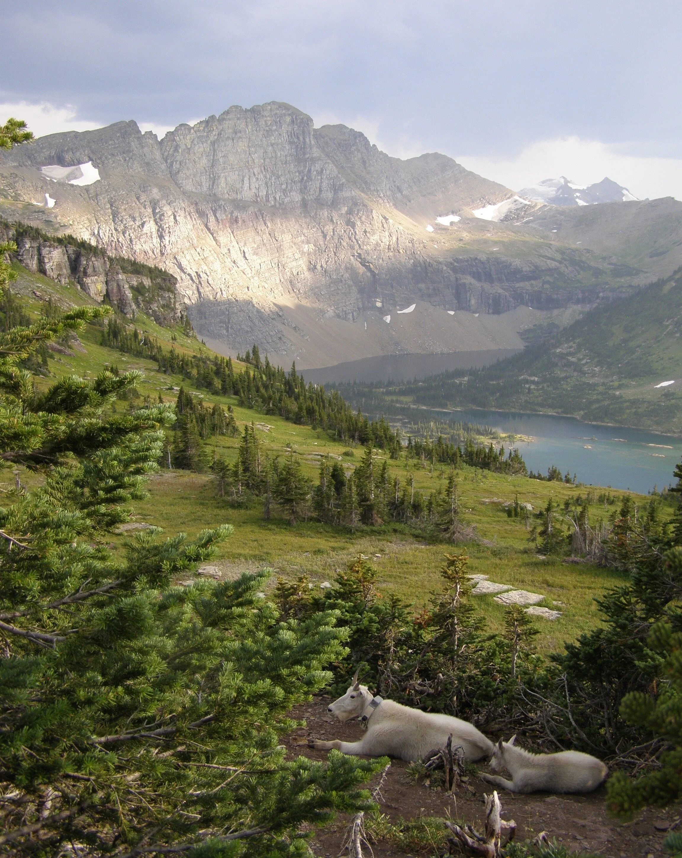 Mountain Goats at Dusk