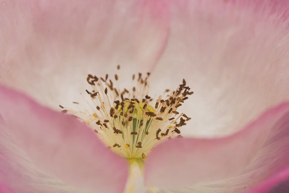 pink poppy