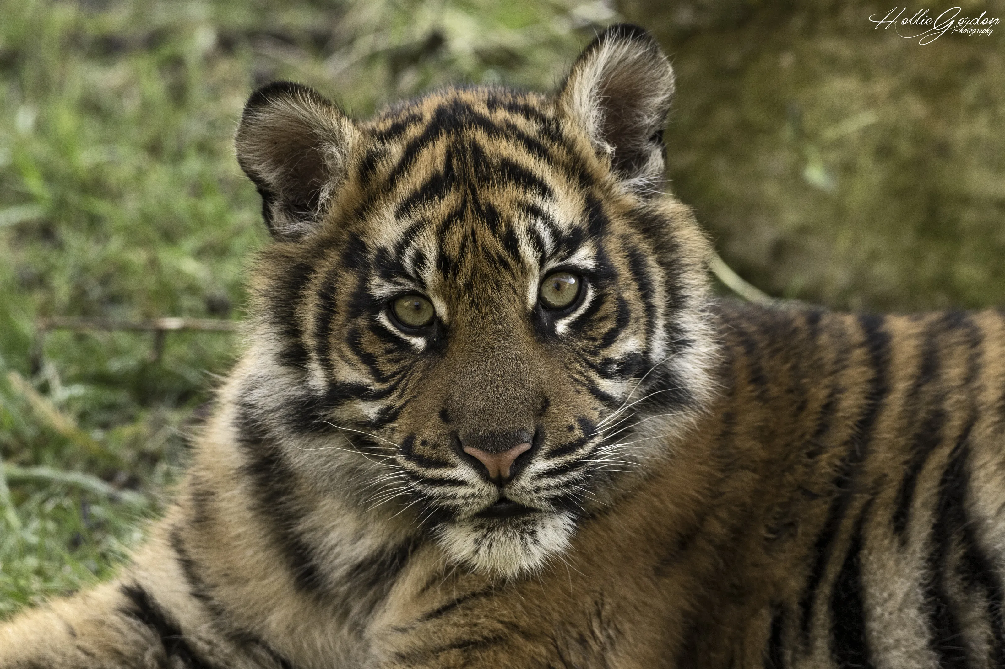 Sumatran Tiger Cub