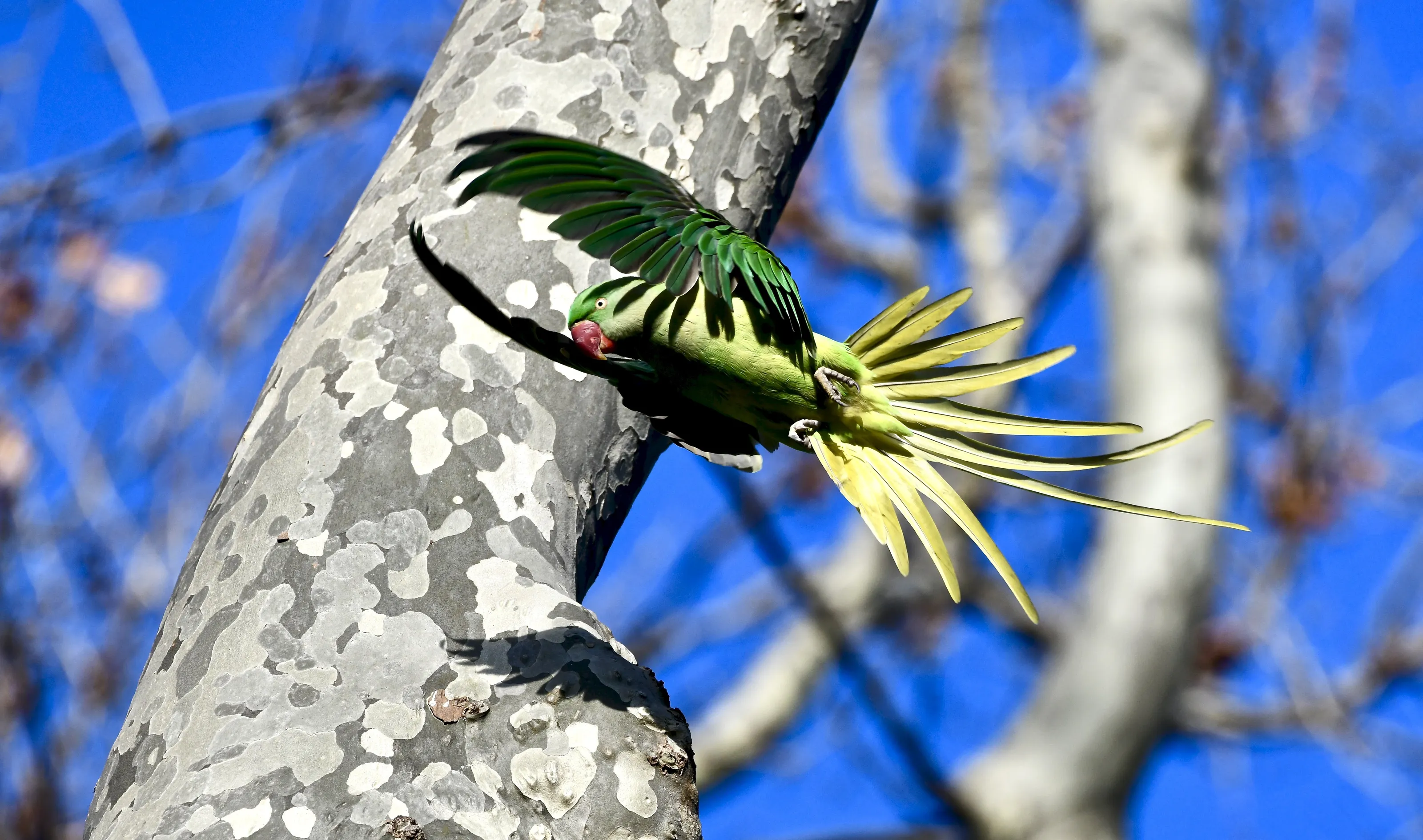 Parrot In Flight