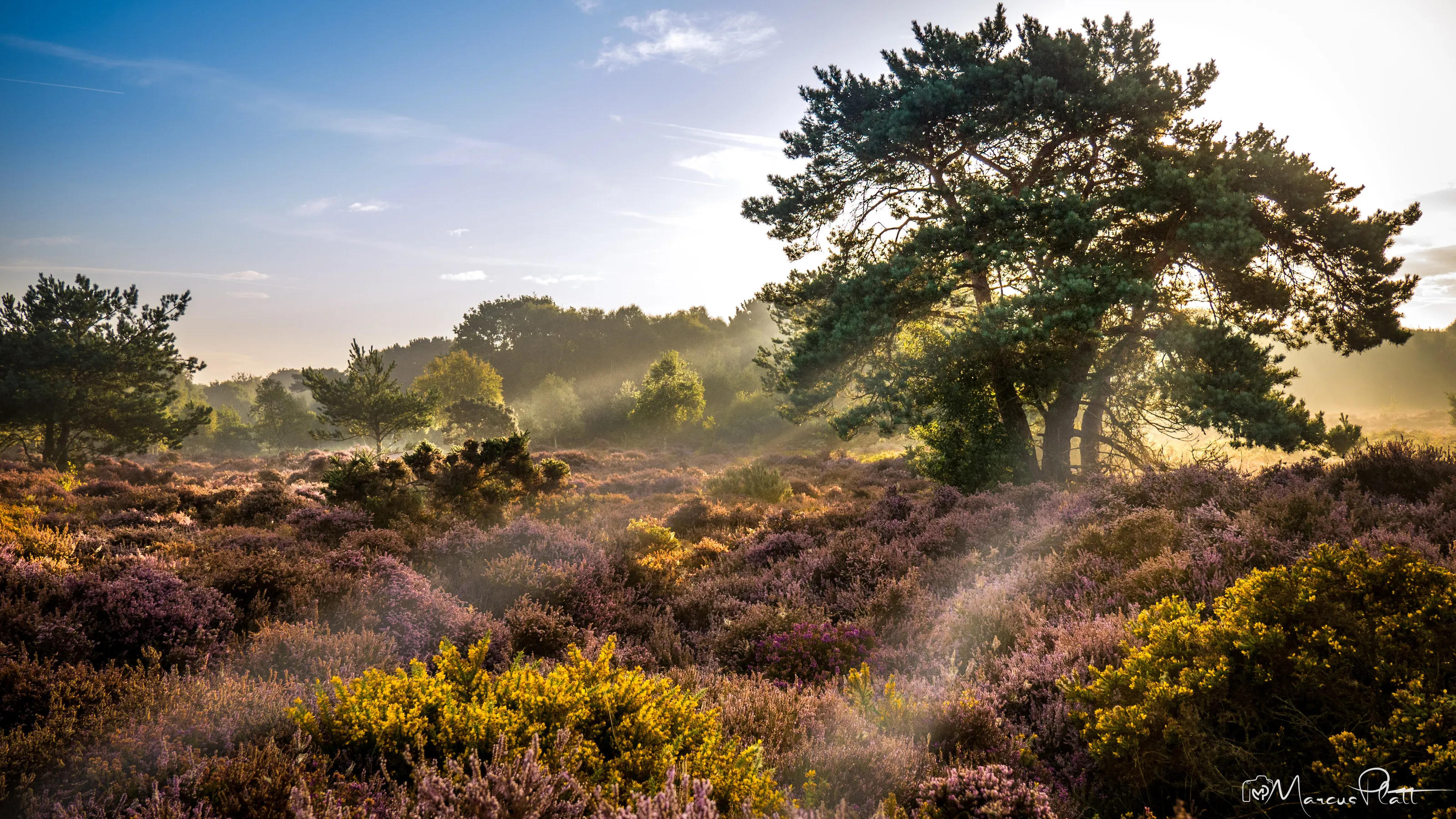 Summers morning Dunwich Heath