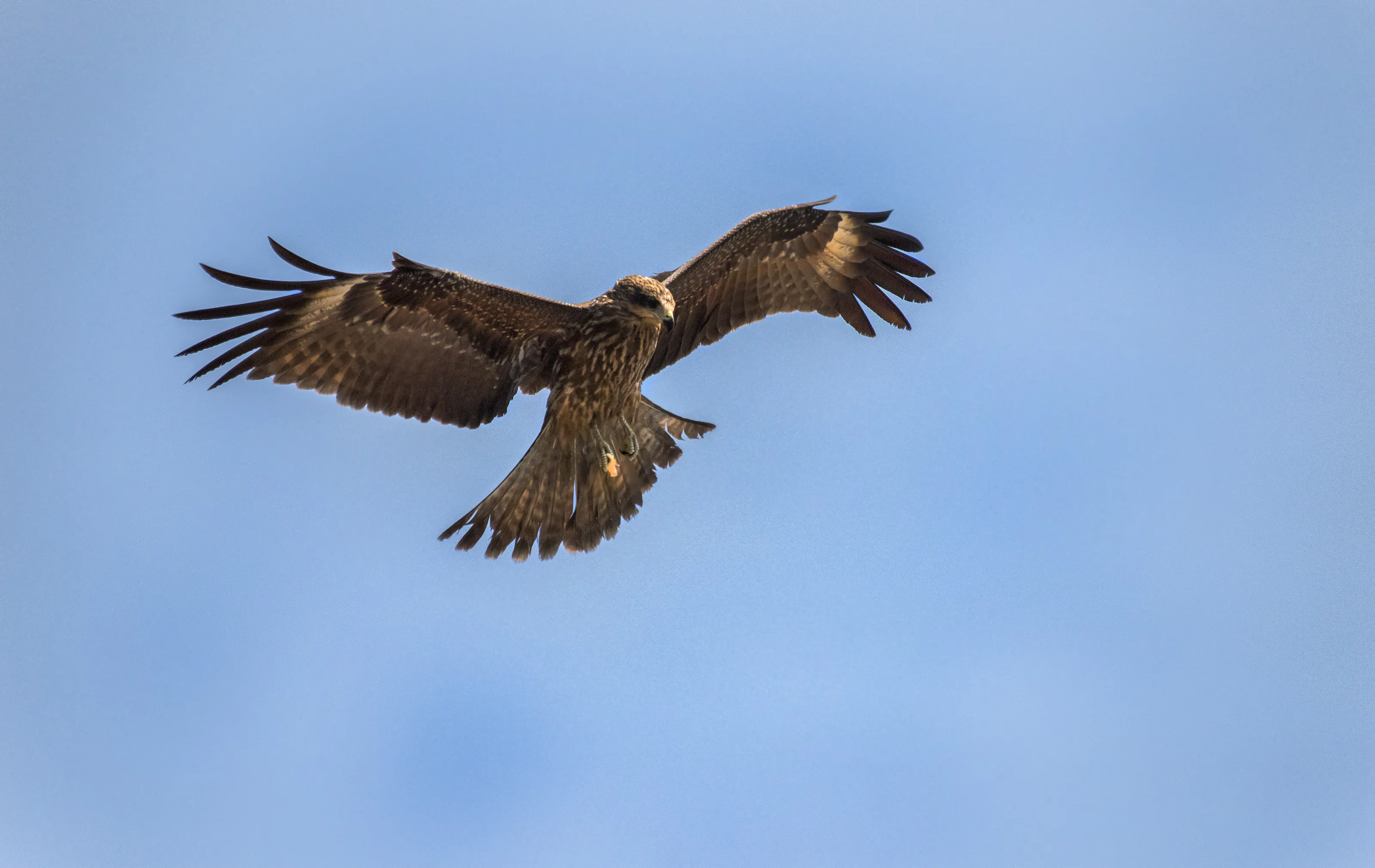 Indian Spotted Eagle