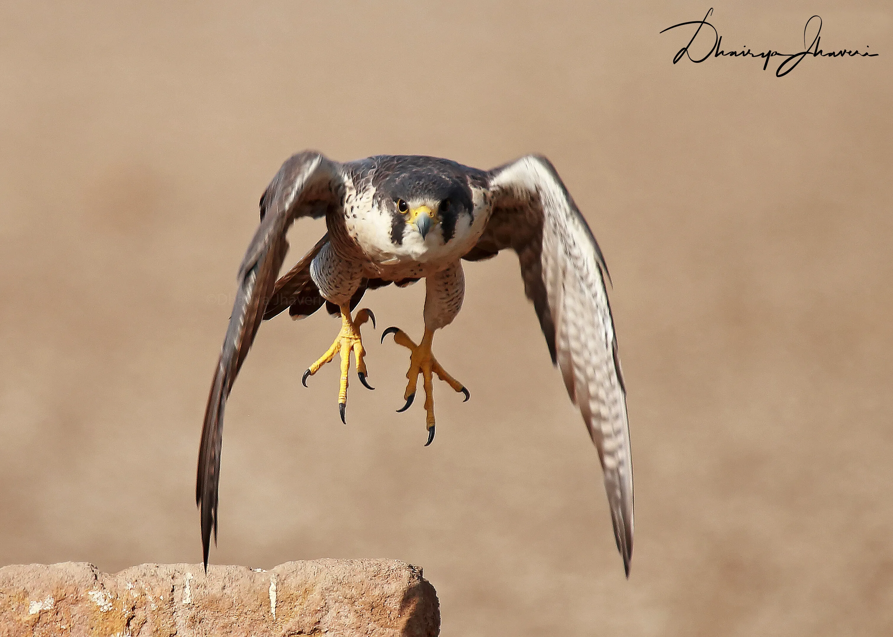 Peregrine Falcon