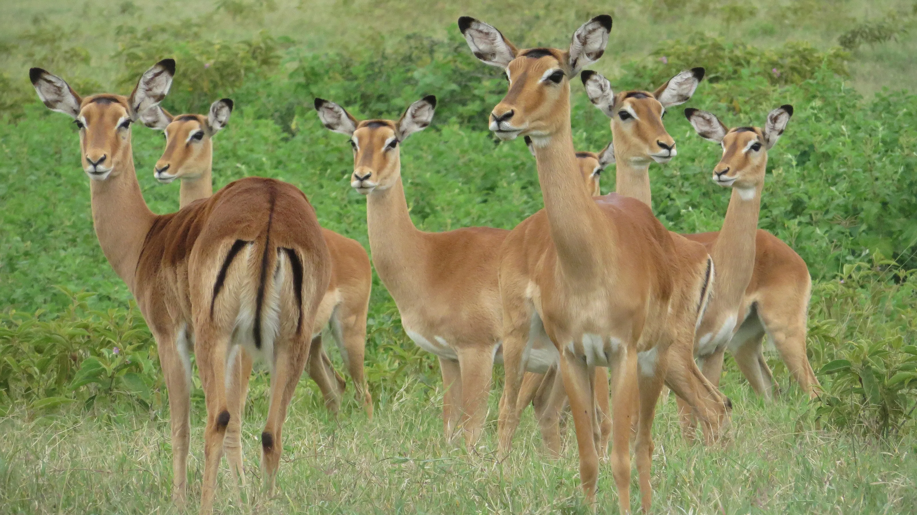 Wild life