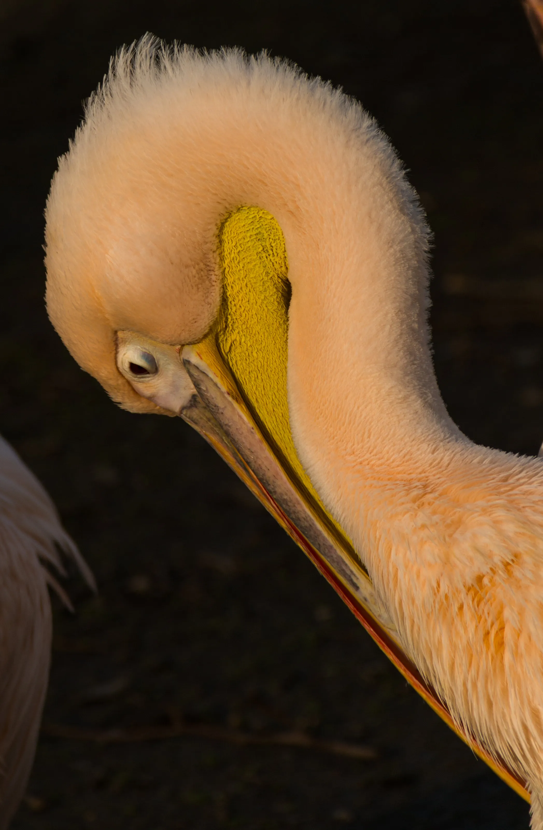 Pelican in late sun