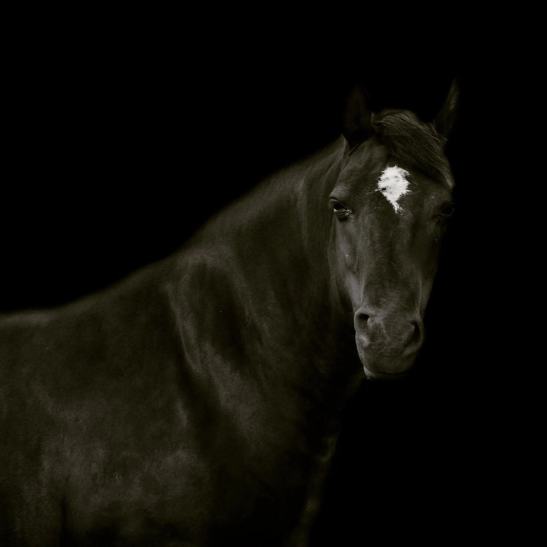 Black horse