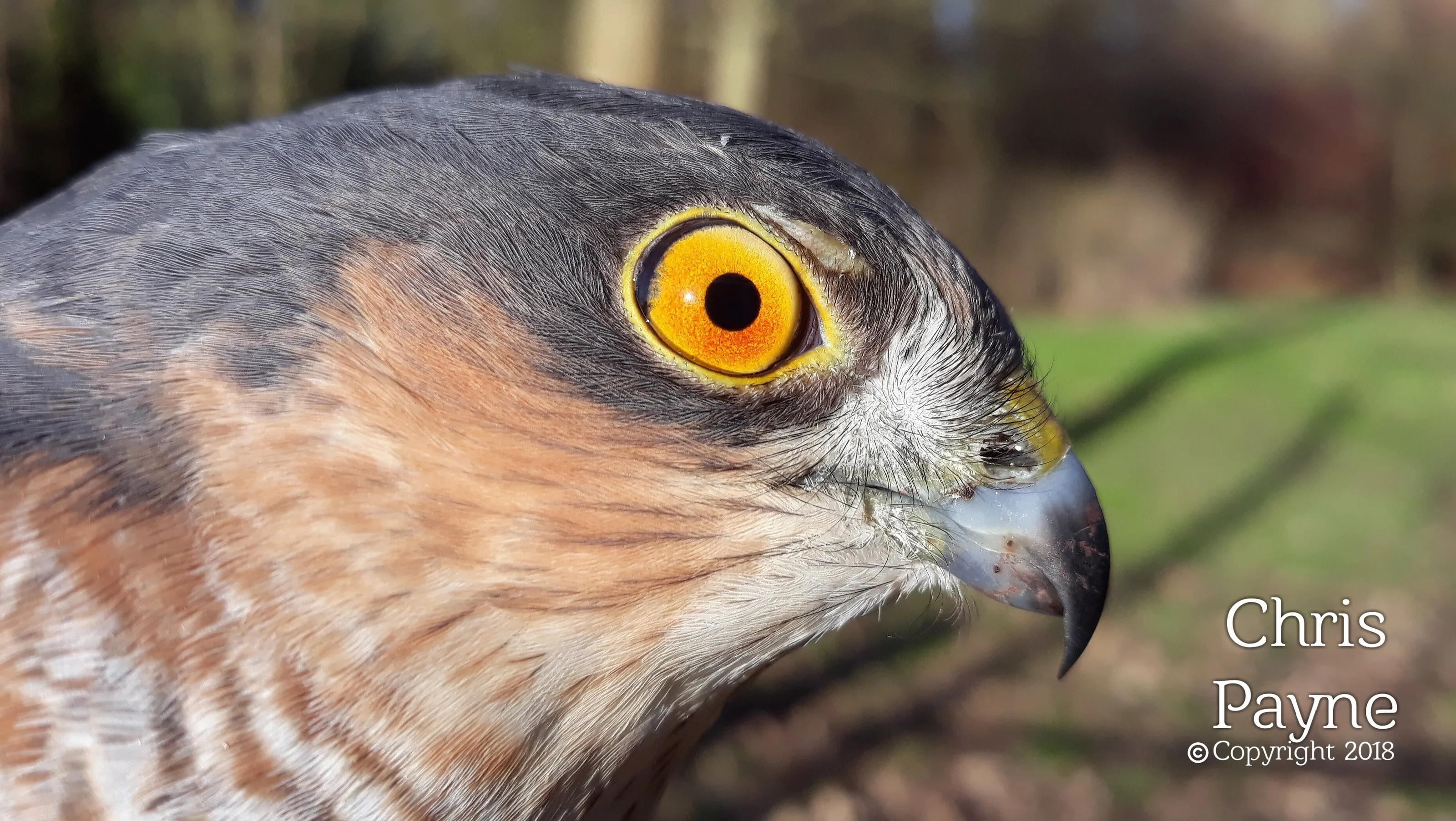 'EYE to EYE' with Sparrowhawk.