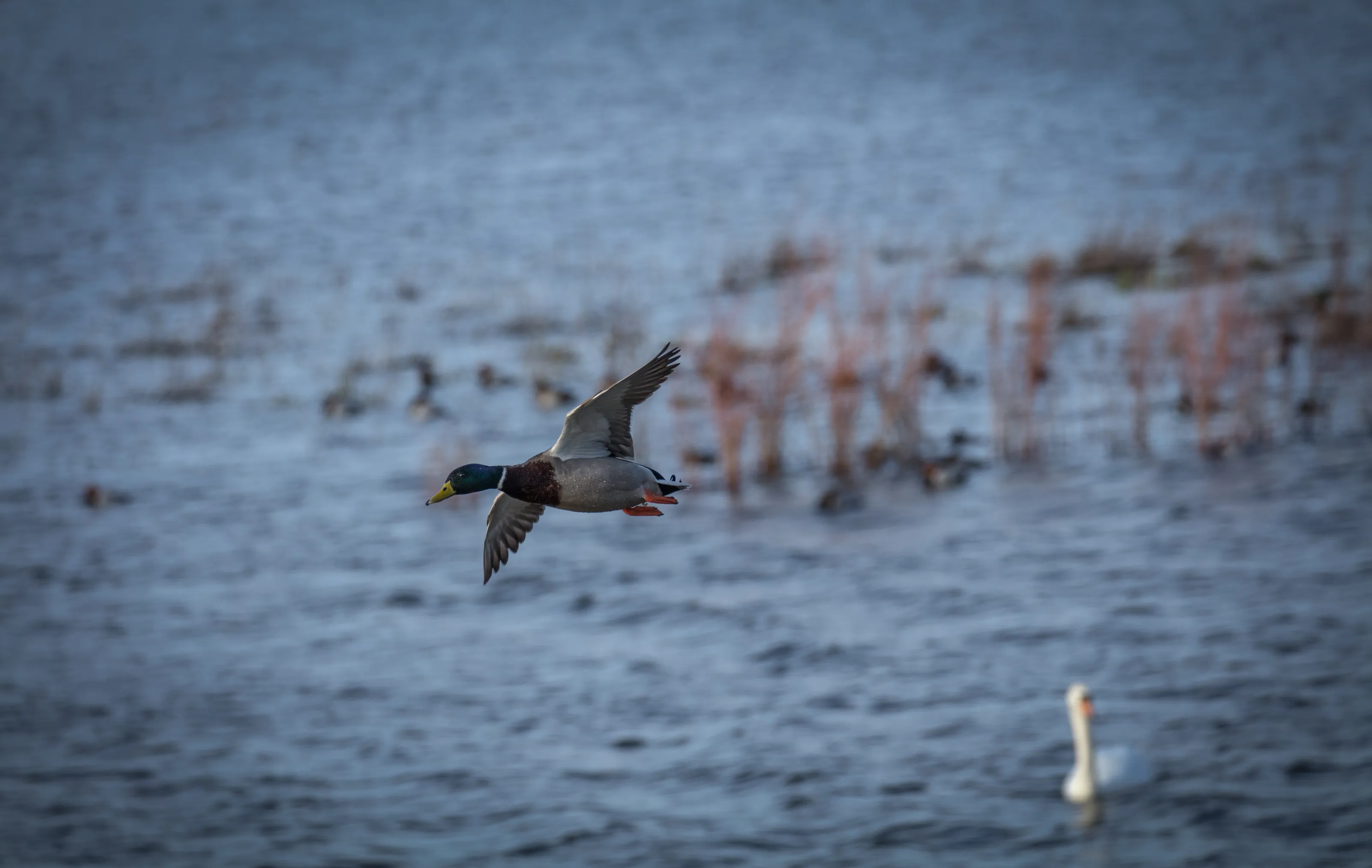 Mallard Duck in Flight
