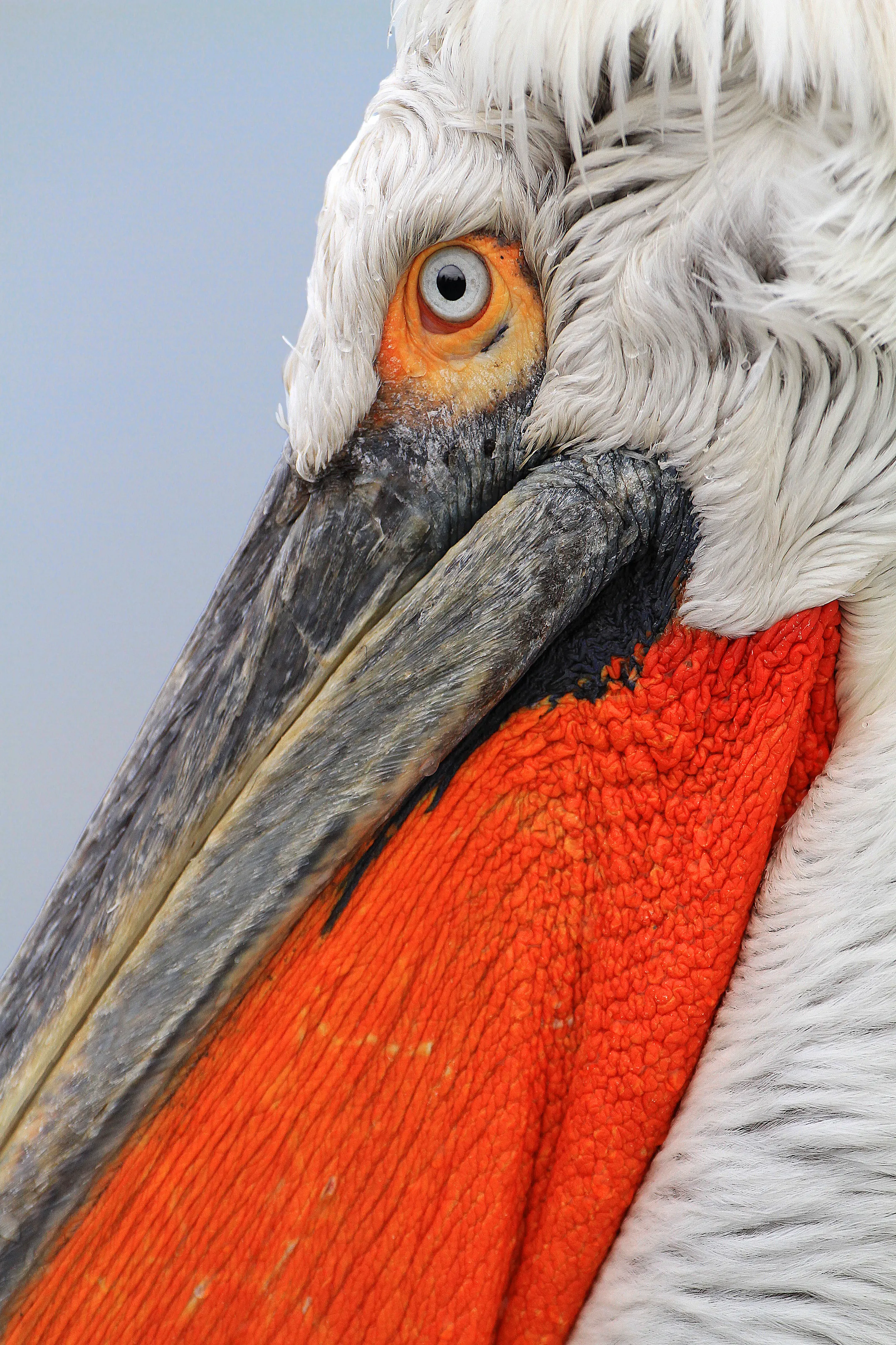 Dalmation Pelican Portrait