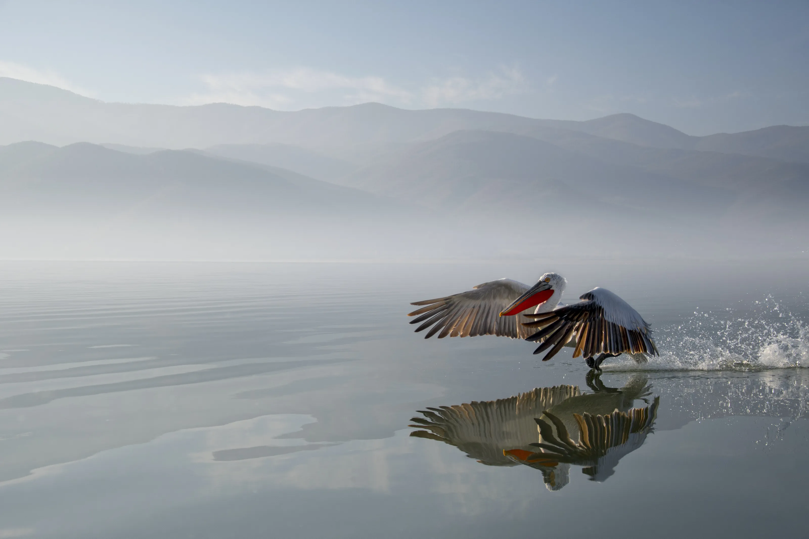 Dalmatian Pelican